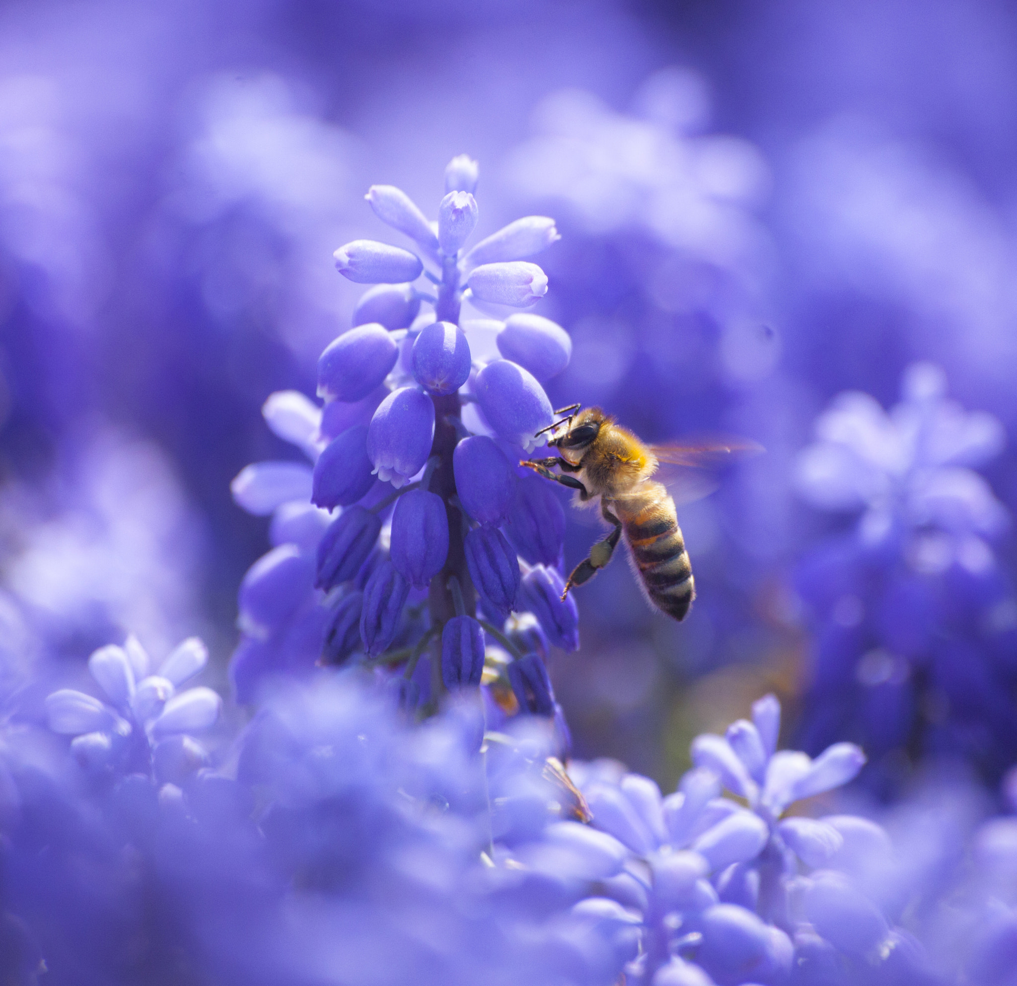 Sigma 70-300mm F4-5.6 APO DG Macro sample photo. Aryan photography