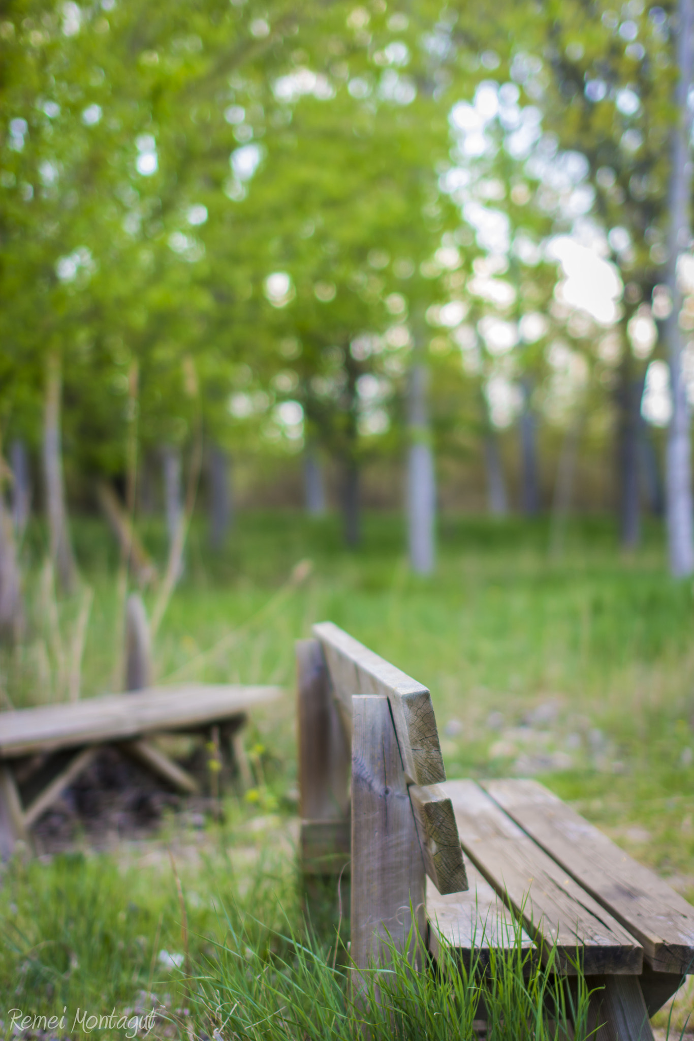 Nikon D7200 + Sigma 50mm F1.4 EX DG HSM sample photo. En medio de la natura photography