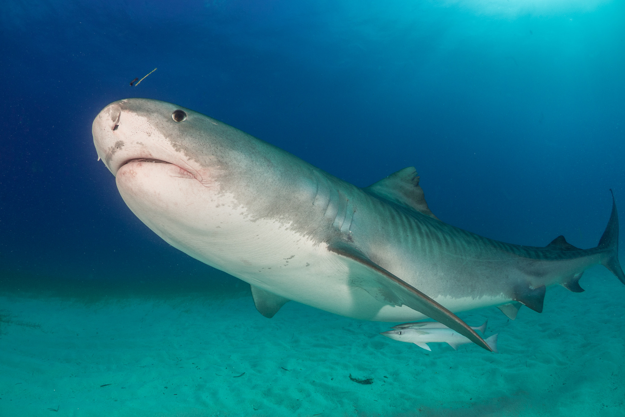 Olympus OM-D E-M1 sample photo. Tiger shark, fish tales, bahamas photography