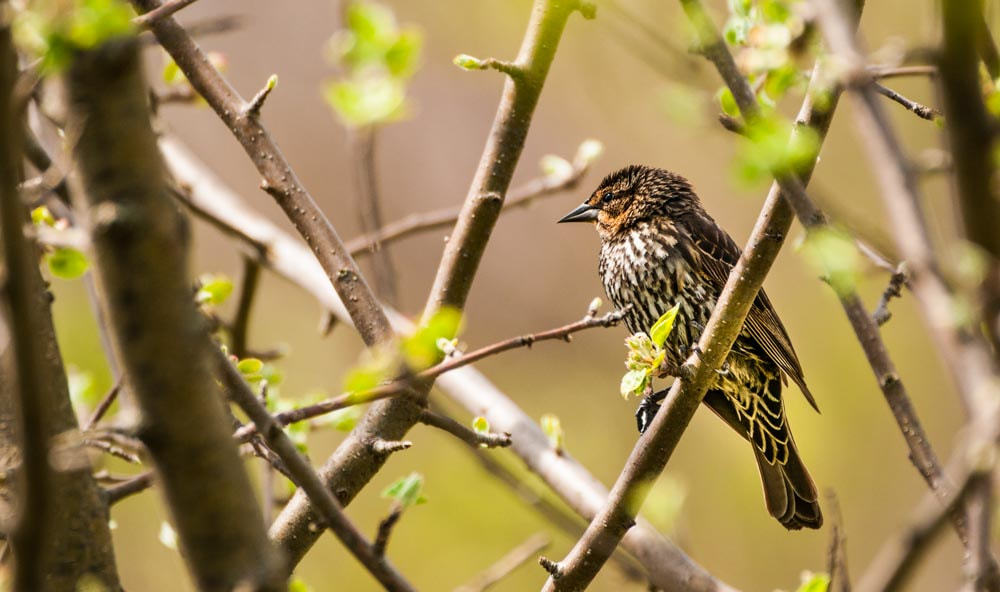 Sigma 150-600mm F5-6.3 DG OS HSM | C sample photo. The female red winged blackbird photography