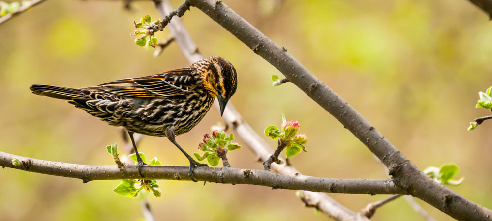 Sigma 150-600mm F5-6.3 DG OS HSM | C sample photo. The female red winged blackbird photography