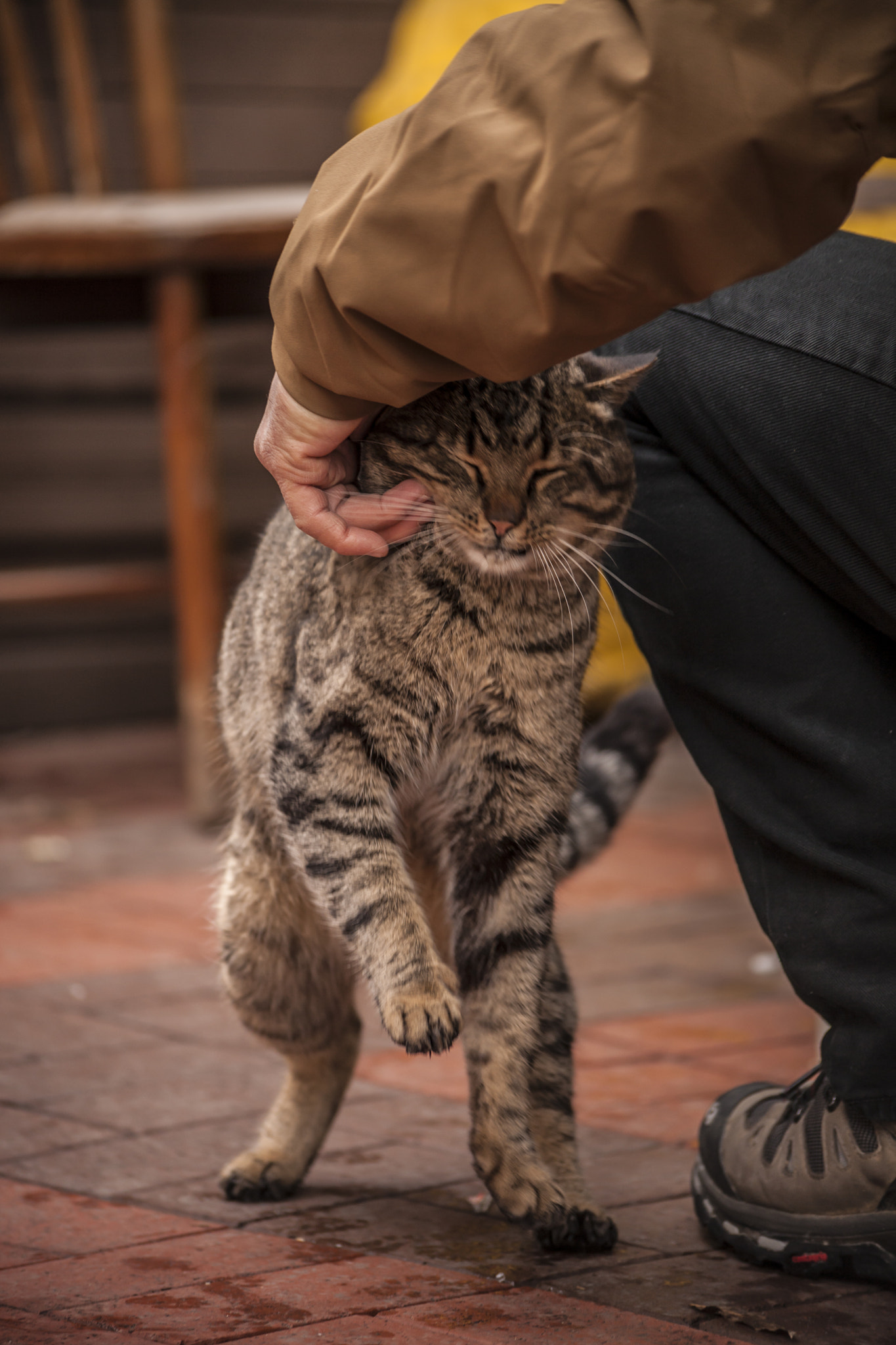 Sigma 70-300mm F4-5.6 APO DG Macro sample photo. Cats love photography