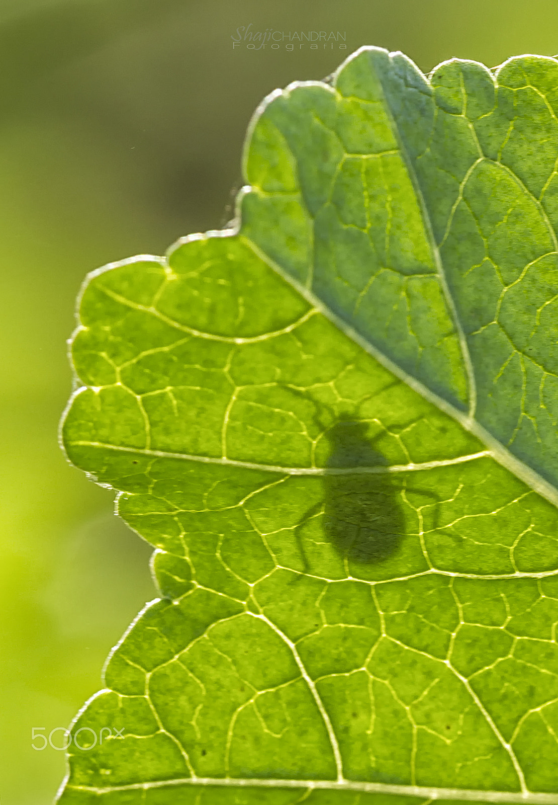 Canon EF 180mm F3.5L Macro USM sample photo. Shadow bug photography