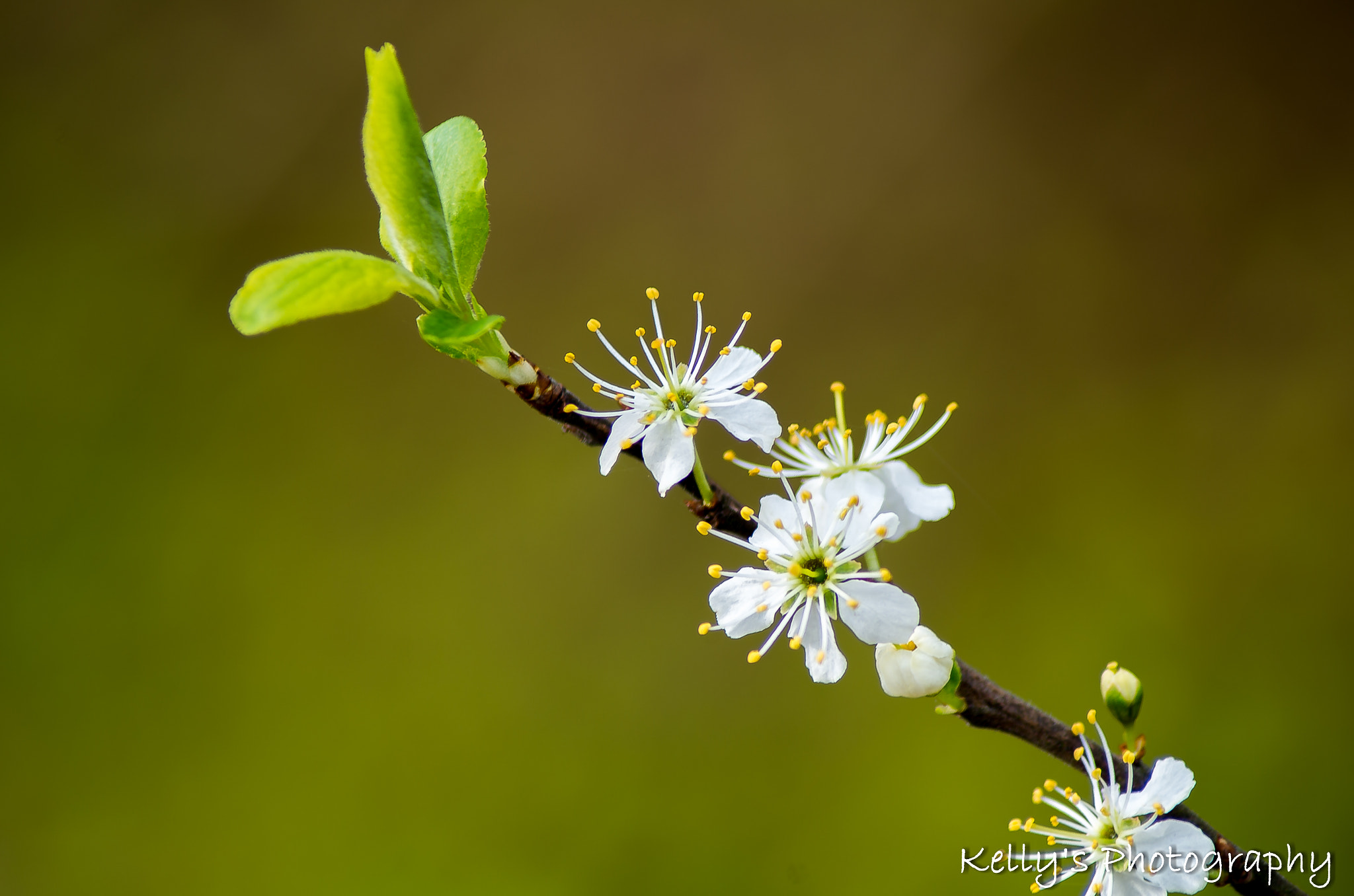 Pentax K-50 sample photo. Blossom photography