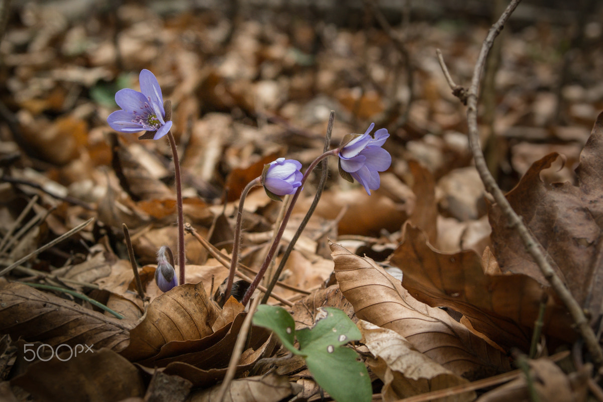Samsung NX 20-50mm F3.5-5.6 ED sample photo. _sam0118.jpg photography