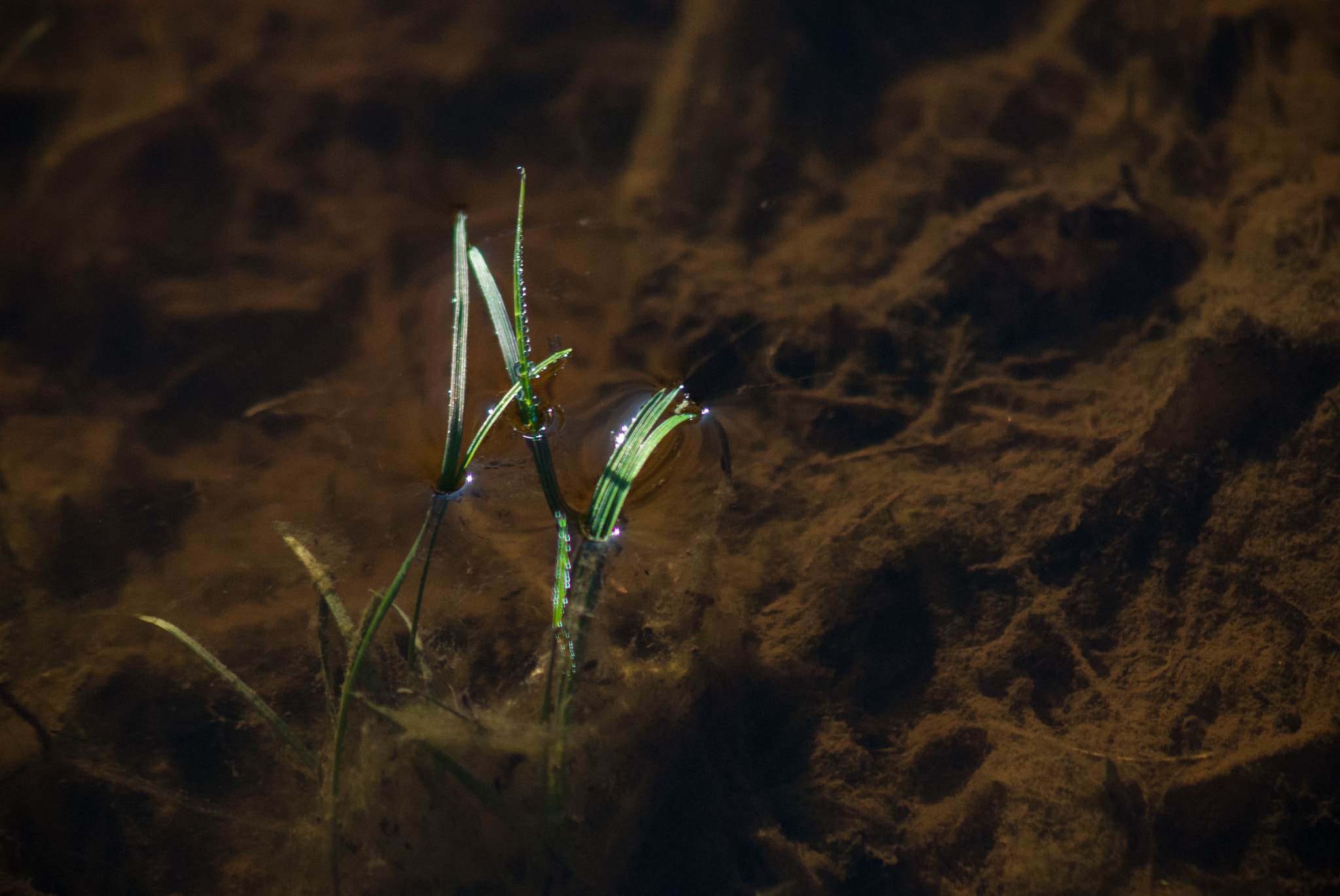 AF Zoom-Nikkor 75-300mm f/4.5-5.6 sample photo. Травинка photography