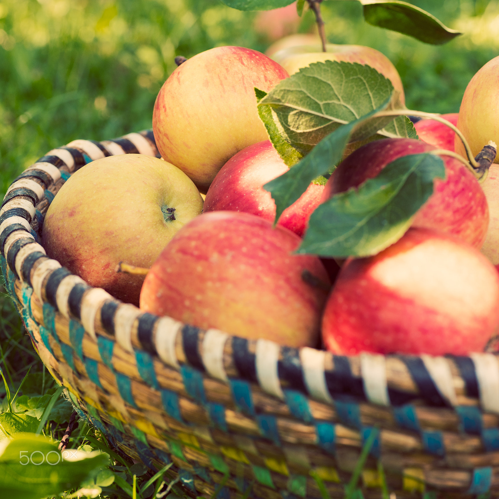 Nikon D810 + Sigma 70mm F2.8 EX DG Macro sample photo. Organic apples in basket, apple orchard, fresh homegrown produce photography
