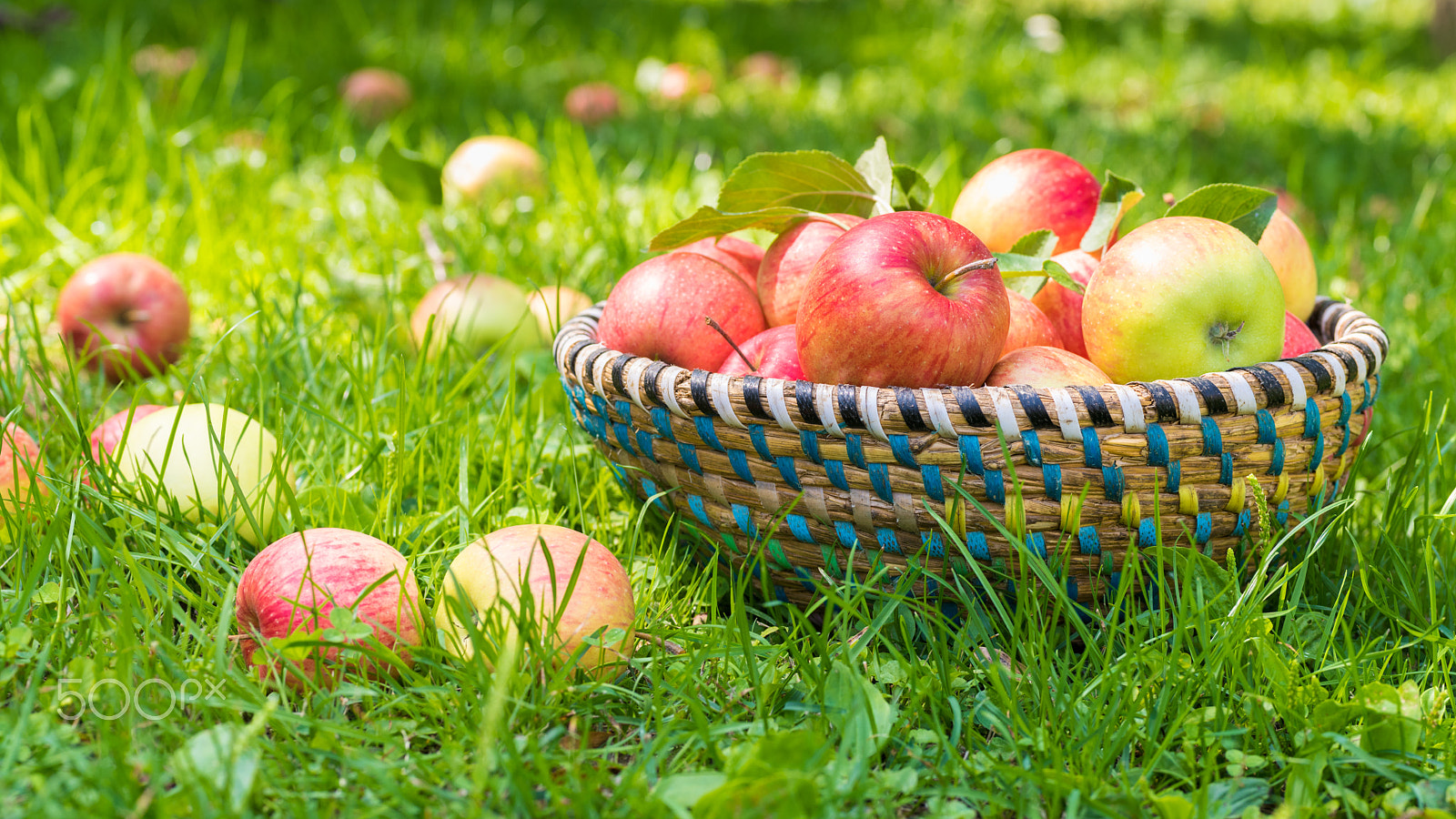 Nikon D810 + Sigma 70mm F2.8 EX DG Macro sample photo. Organic apples in basket, apple orchard, fresh homegrown produce photography