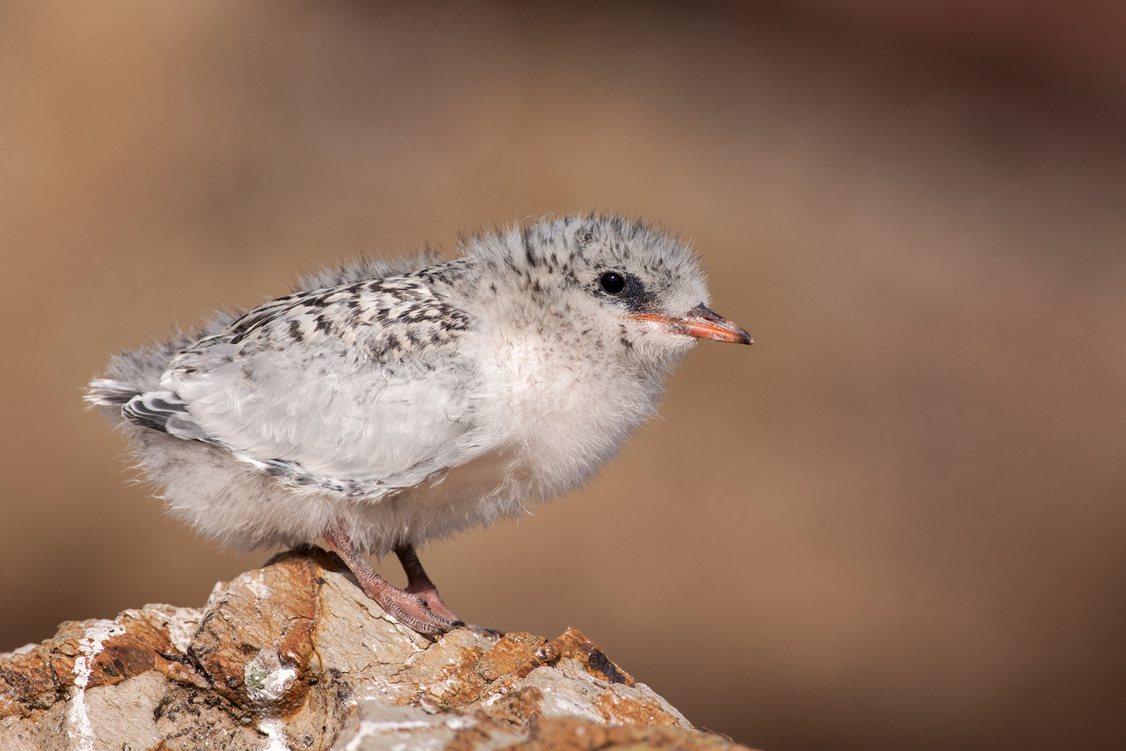 Canon EOS 50D + Canon EF 400mm F5.6L USM sample photo. Tern chick portrait (2) photography