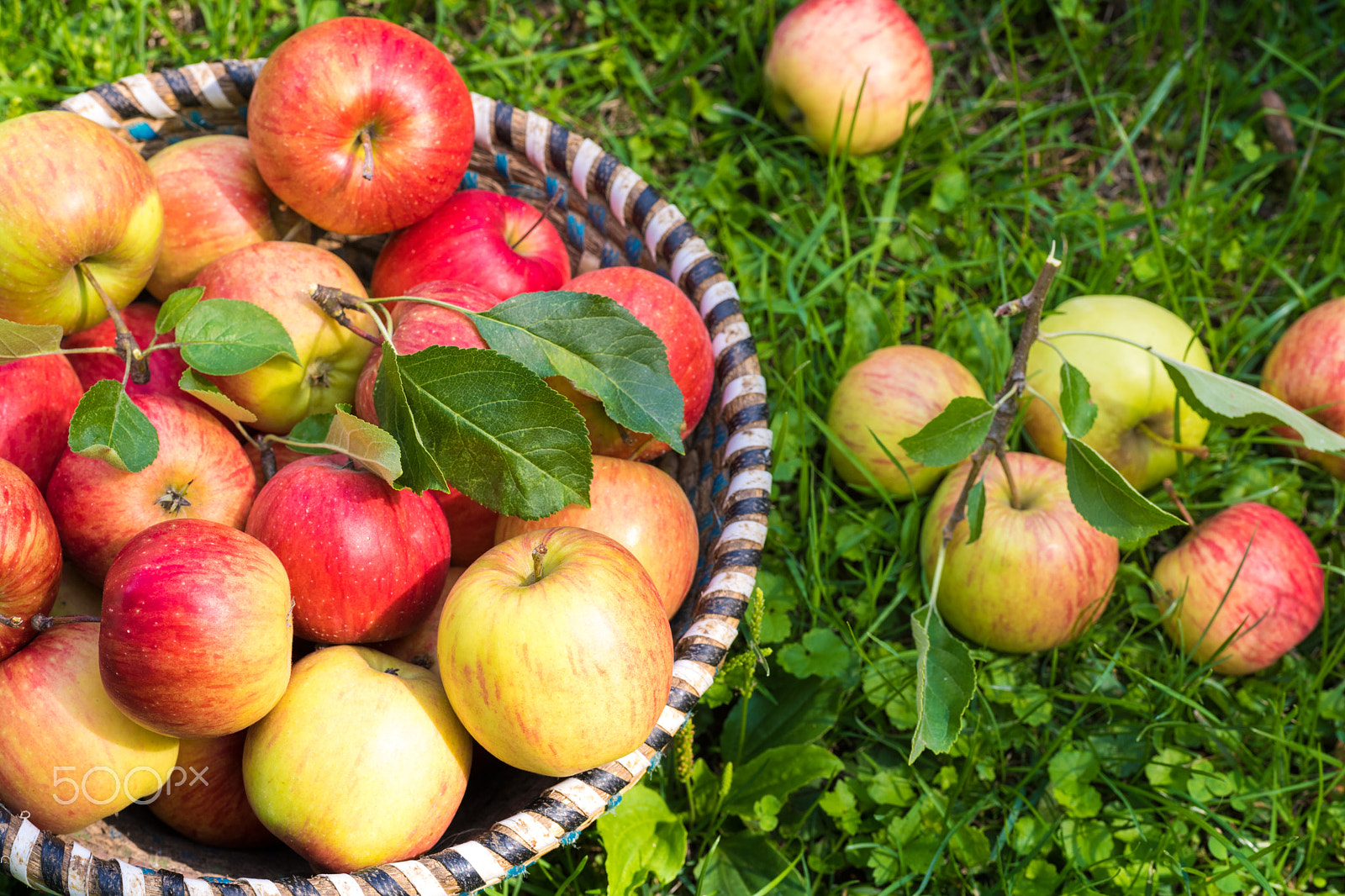 Nikon D810 + Sigma 70mm F2.8 EX DG Macro sample photo. Organic apples in basket, apple orchard, fresh homegrown produce photography