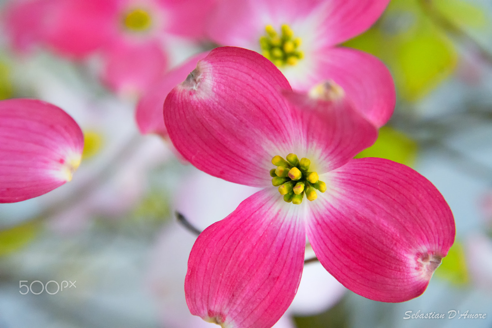Sigma 17-70mm F2.8-4 DC Macro OS HSM | C sample photo. Colors photography