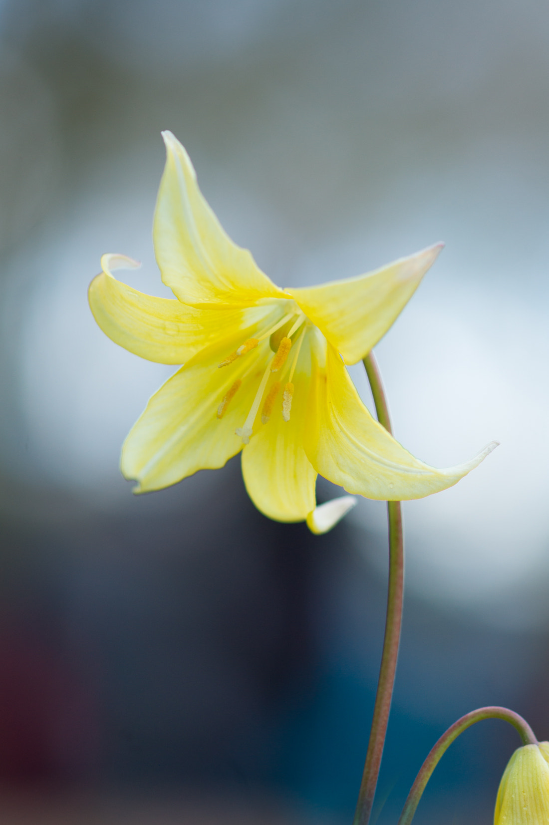 Sony Alpha DSLR-A550 + Sony 100mm F2.8 Macro sample photo. Into the light photography