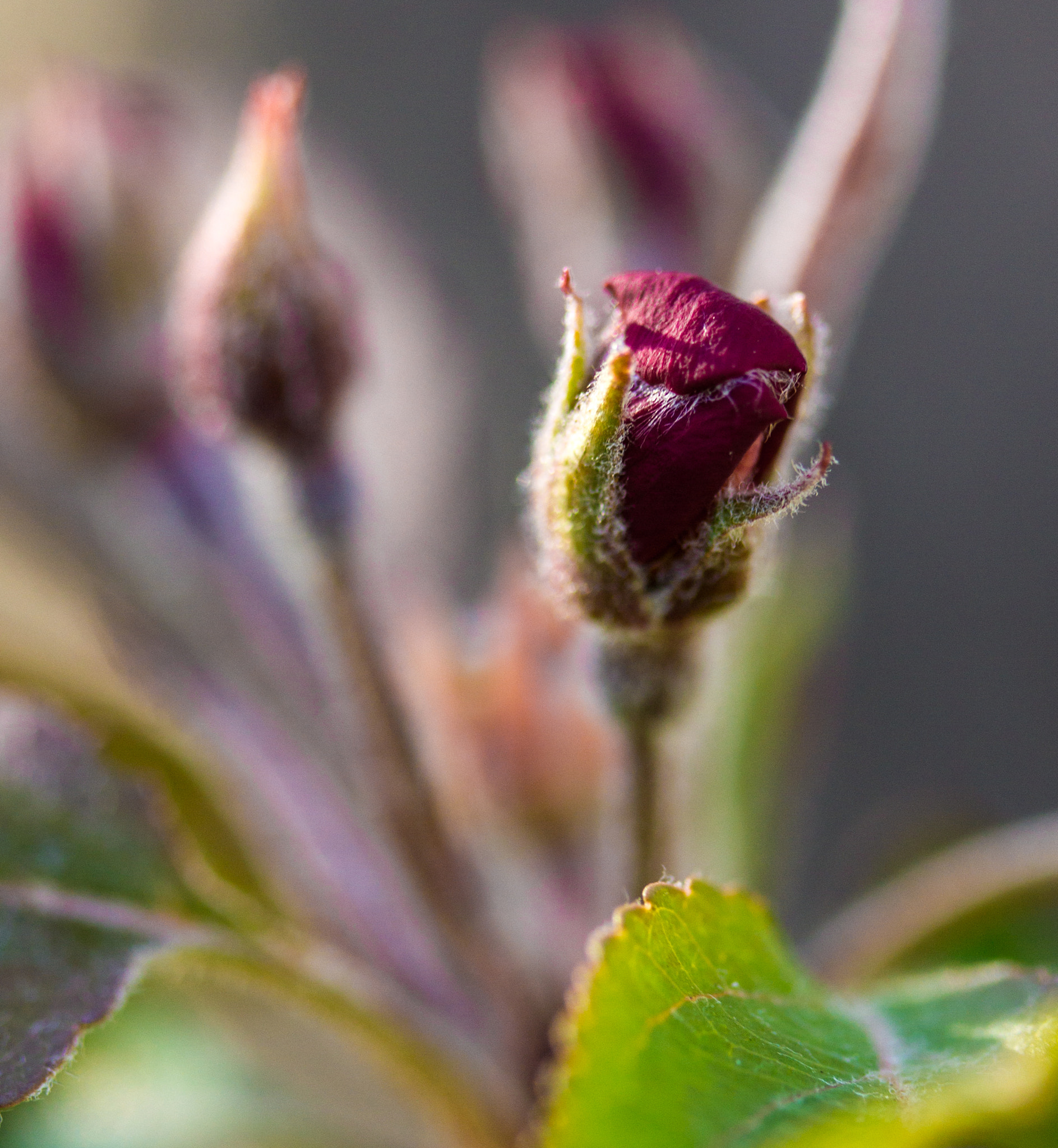 Canon EF-S 60mm F2.8 Macro USM sample photo. Budding crabapple photography