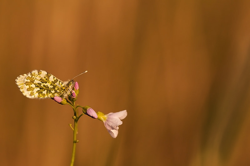 Canon EF 180mm F3.5L Macro USM sample photo. Orange tip female photography