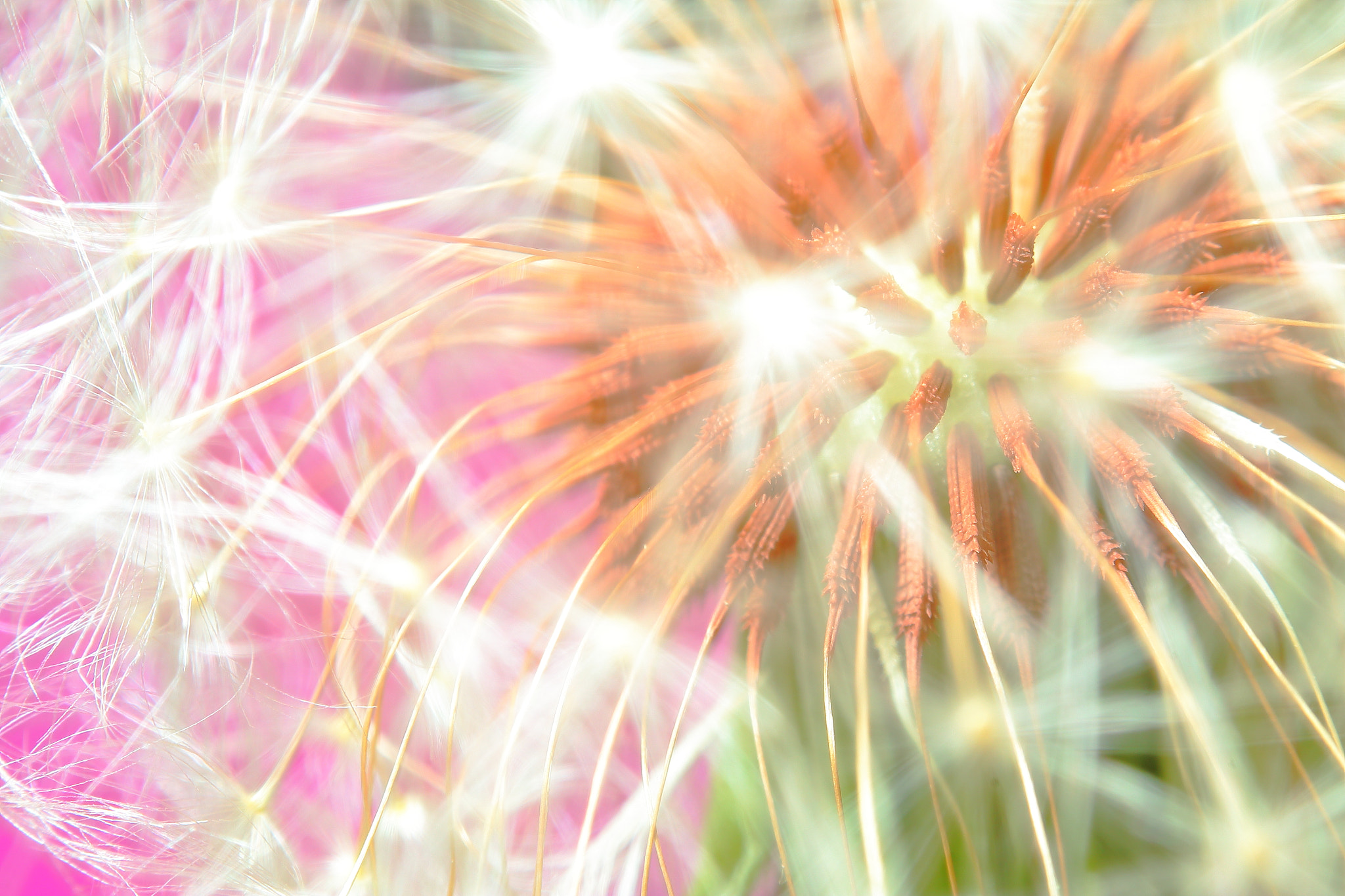 Canon EOS 70D + Canon EF 50mm f/1.8 sample photo. Dandelion photography