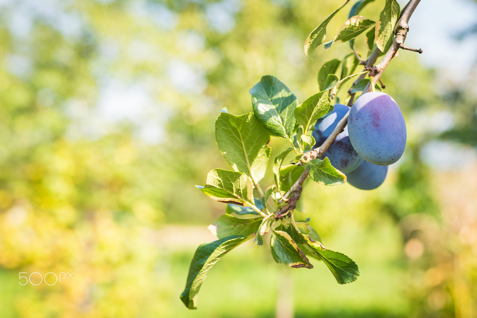 Nikon D810 + Sigma 70mm F2.8 EX DG Macro sample photo. Plum tree with ripe juicy fruits in sunshine photography