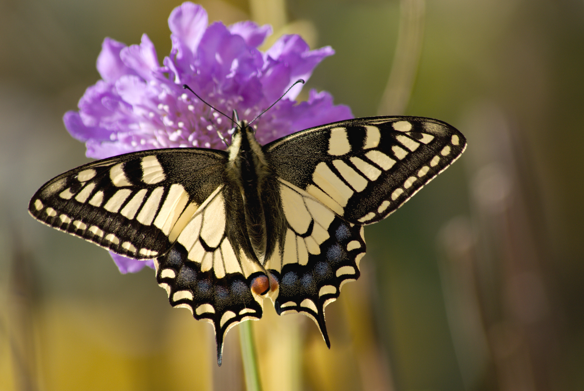 Nikon D3200 + 70.00 - 300.00 mm f/4.0 - 5.6 sample photo. Swallowtail photography