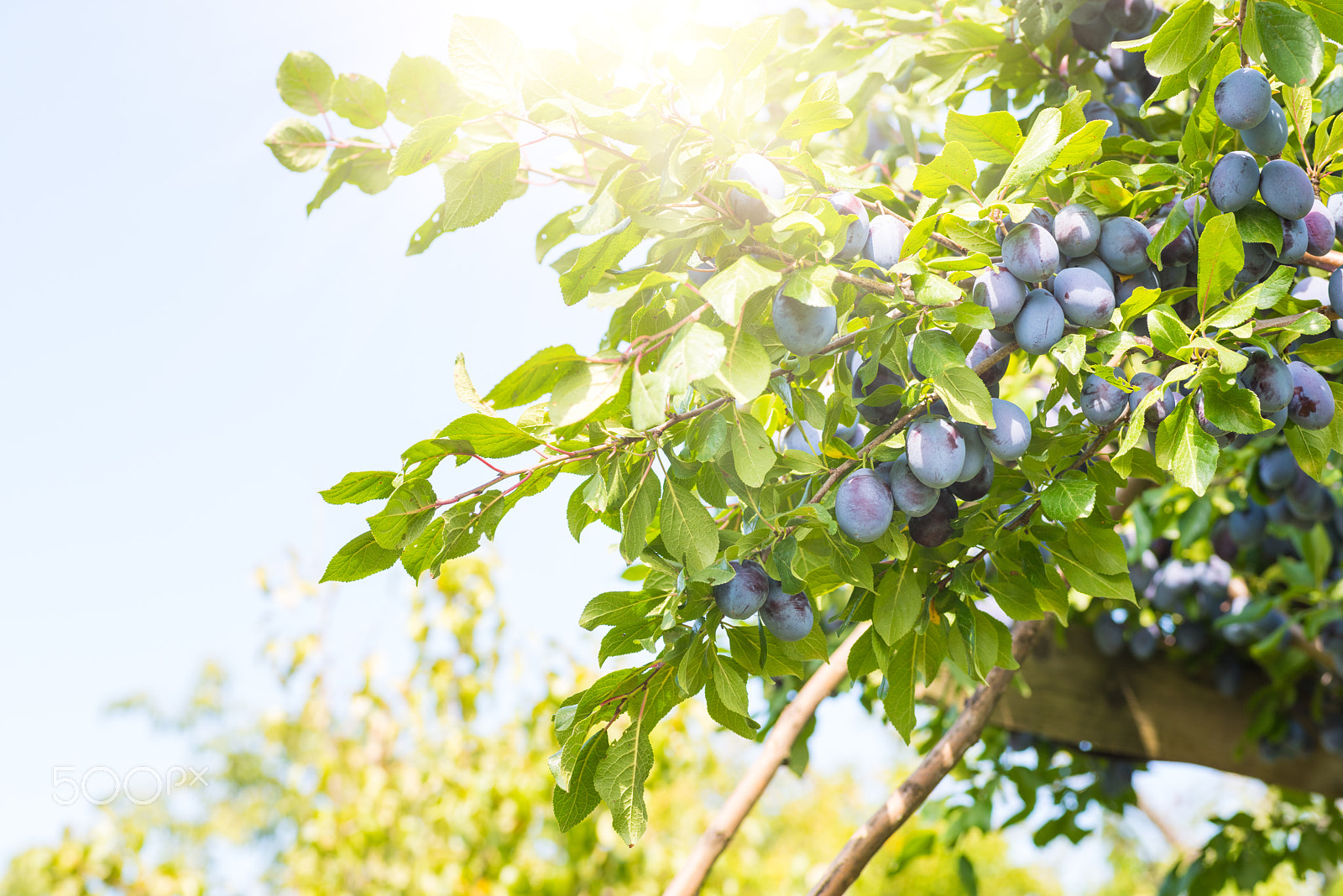 Nikon D810 + Sigma 70mm F2.8 EX DG Macro sample photo. Plum tree with ripe juicy fruits in sunshine photography