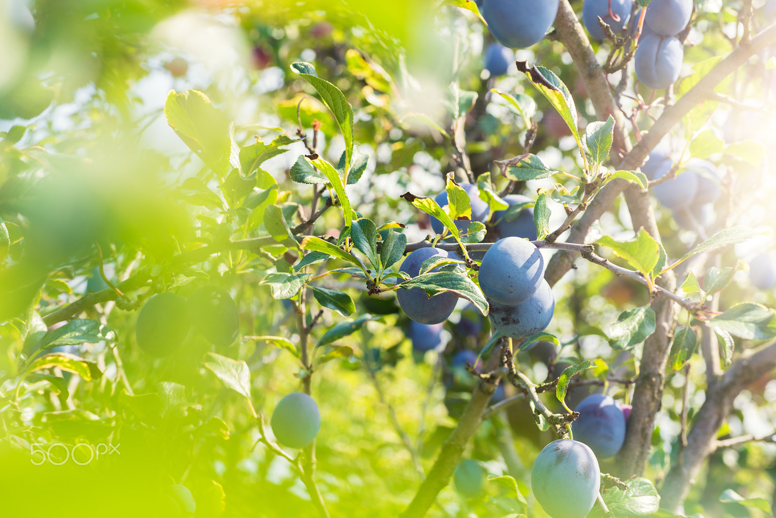 Nikon D810 + Sigma 70mm F2.8 EX DG Macro sample photo. Plum tree with ripe juicy fruits in sunshine photography