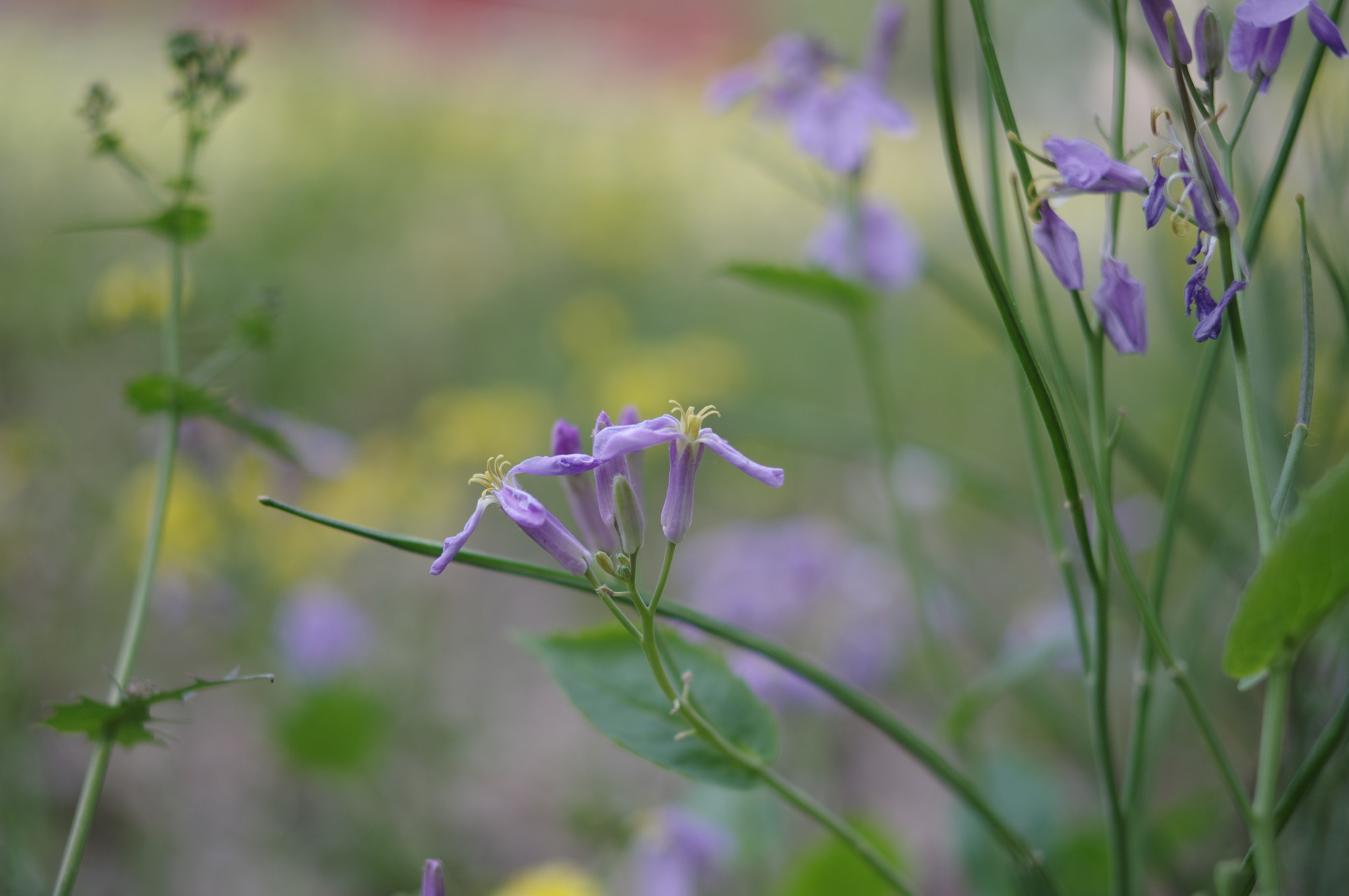 Pentax K-r + Pentax smc DA 35mm F2.4 AL sample photo. Unknown purple flowers photography