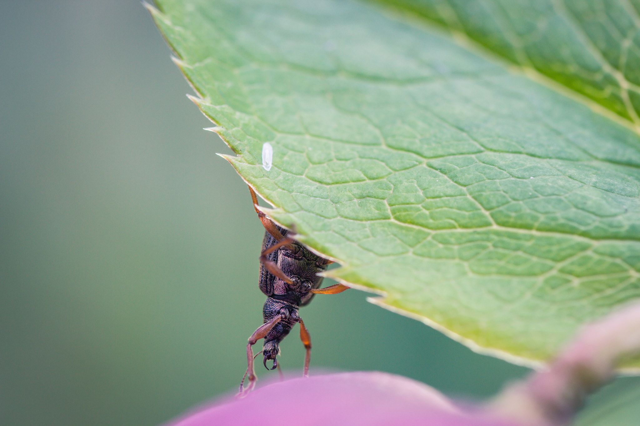 Canon EOS 600D (Rebel EOS T3i / EOS Kiss X5) + Tamron SP AF 60mm F2 Di II LD IF Macro sample photo. Climbing down photography