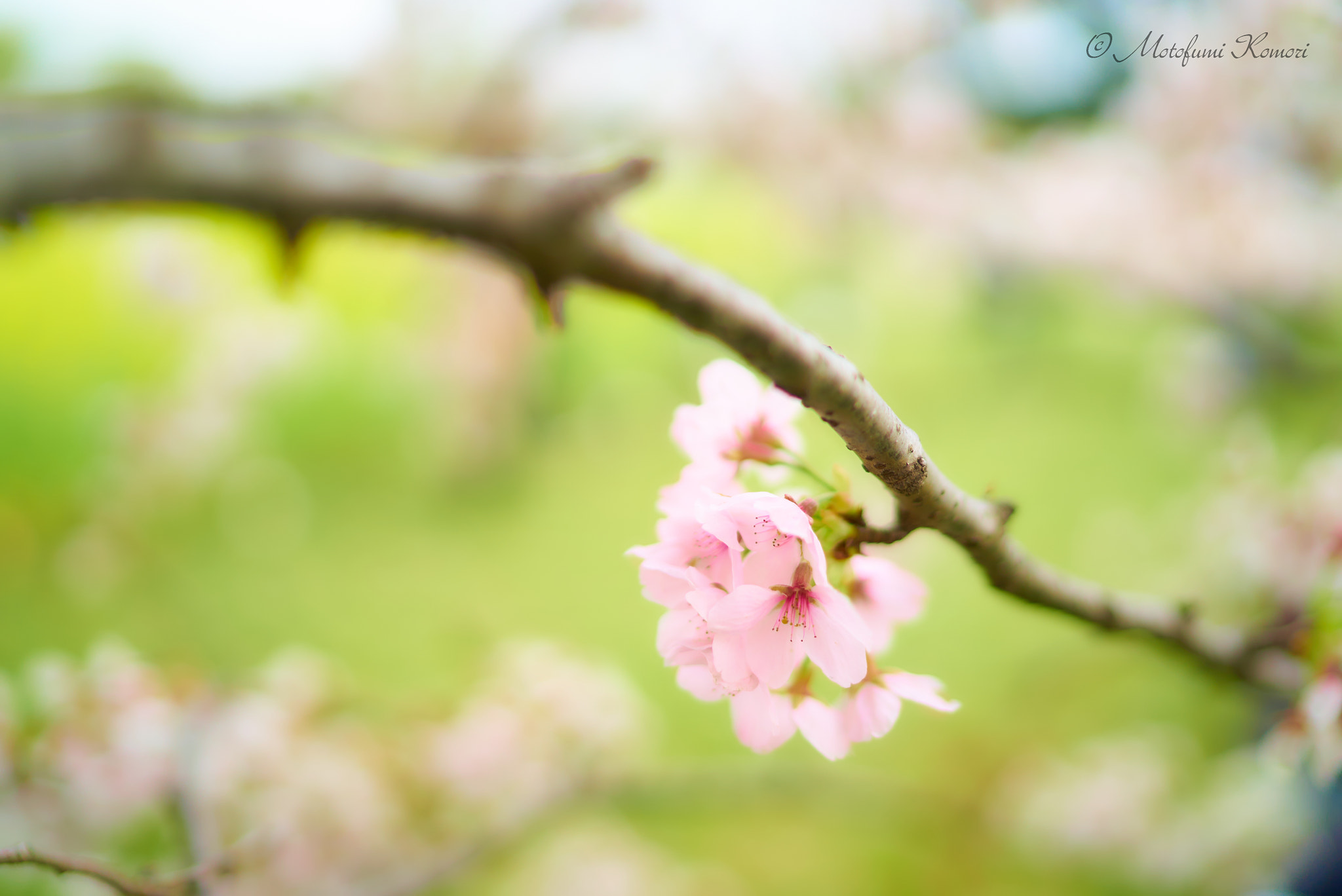 Sony a7S II + Sony Distagon T* FE 35mm F1.4 ZA sample photo. Spring has come. photography