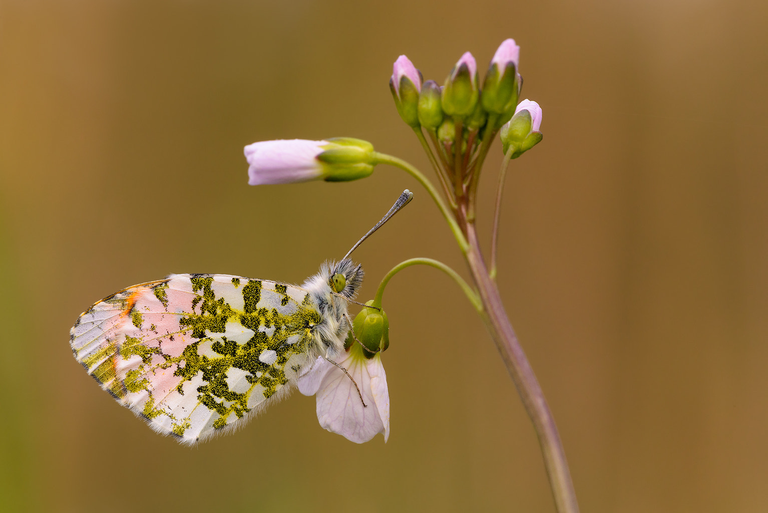 Sigma 150mm F2.8 EX DG Macro HSM sample photo. Orange tip resting on a cuckoo flower photography