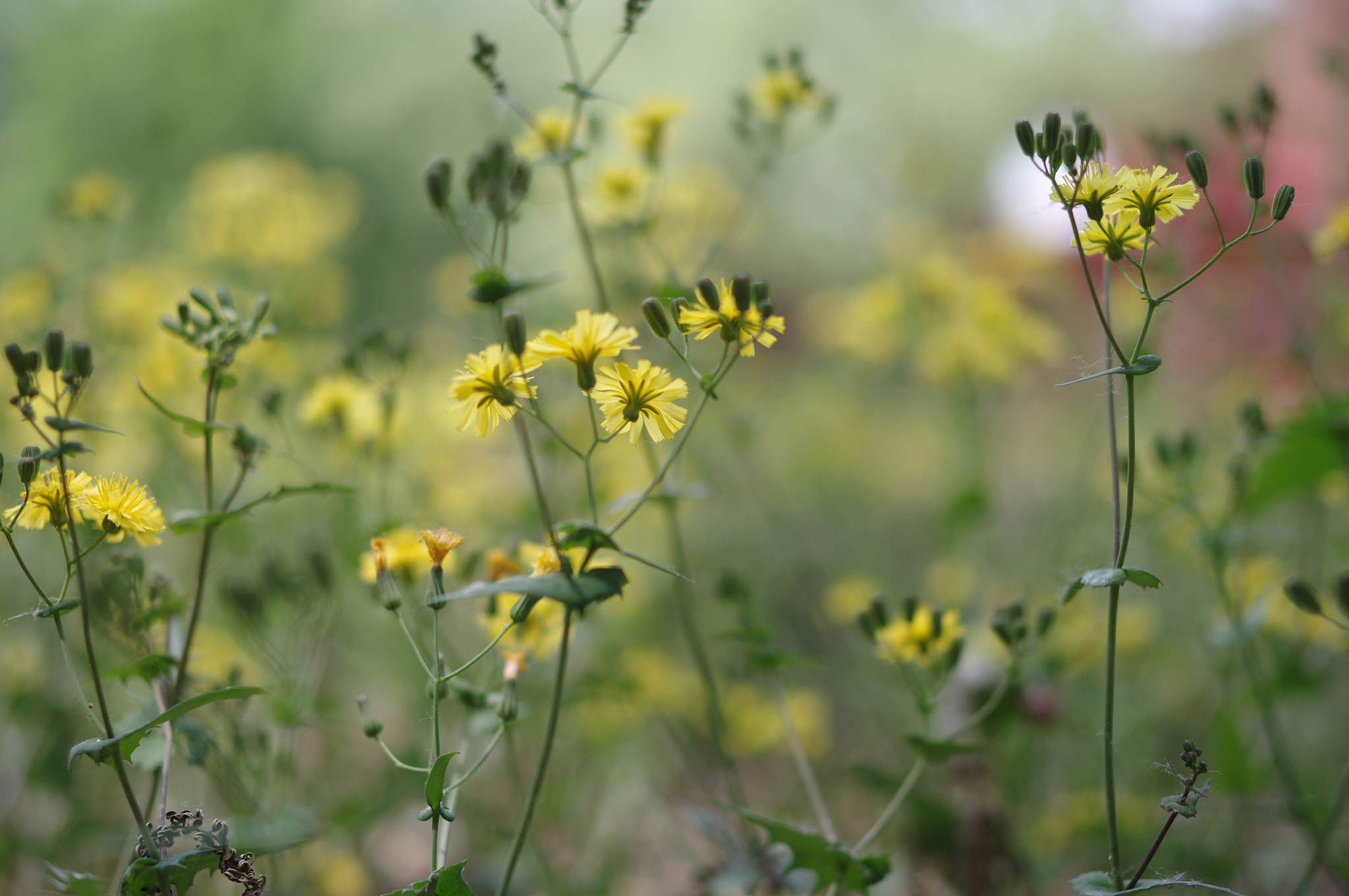 Pentax K-r + Pentax smc DA 35mm F2.4 AL sample photo. Unknown yellow flowers photography
