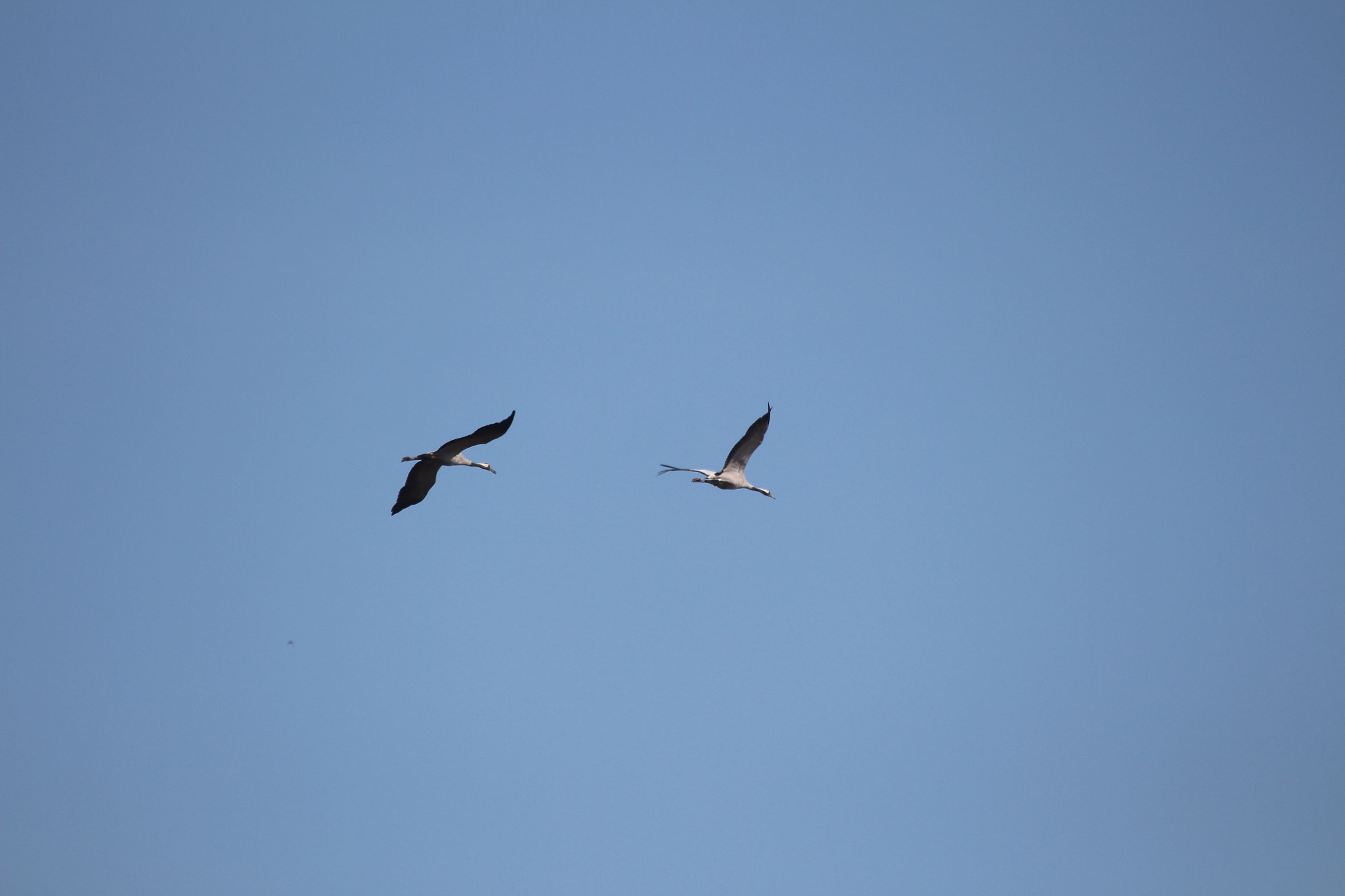 Canon EF 100-400mm F4.5-5.6L IS USM sample photo. Cranes photography