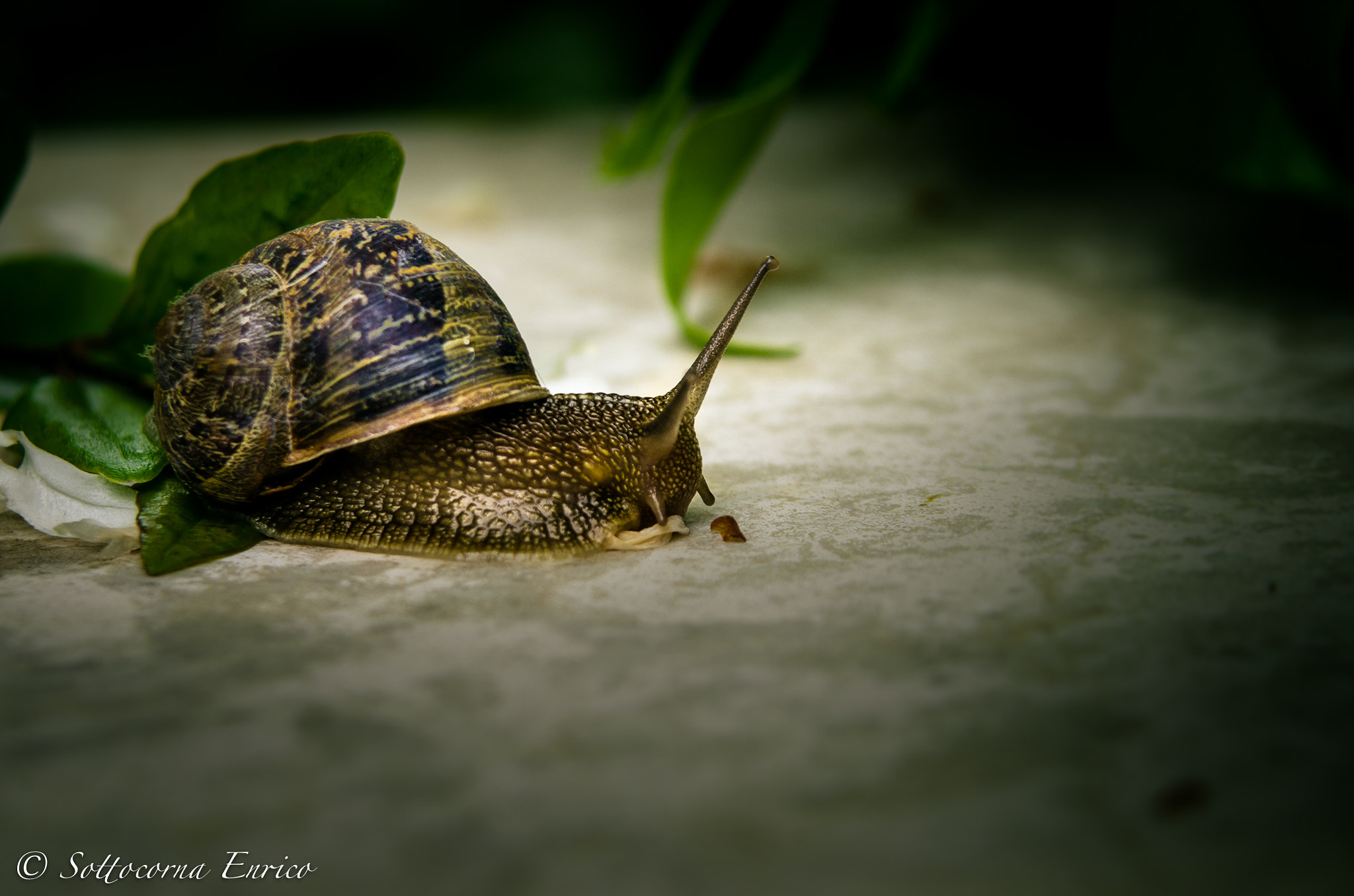 Pentax K-50 + Sigma sample photo. Lumaca photography