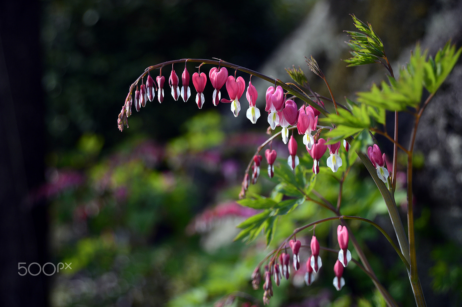 Nikon AF Nikkor 24-85mm F2.8-4D IF sample photo. Bleeding heart photography