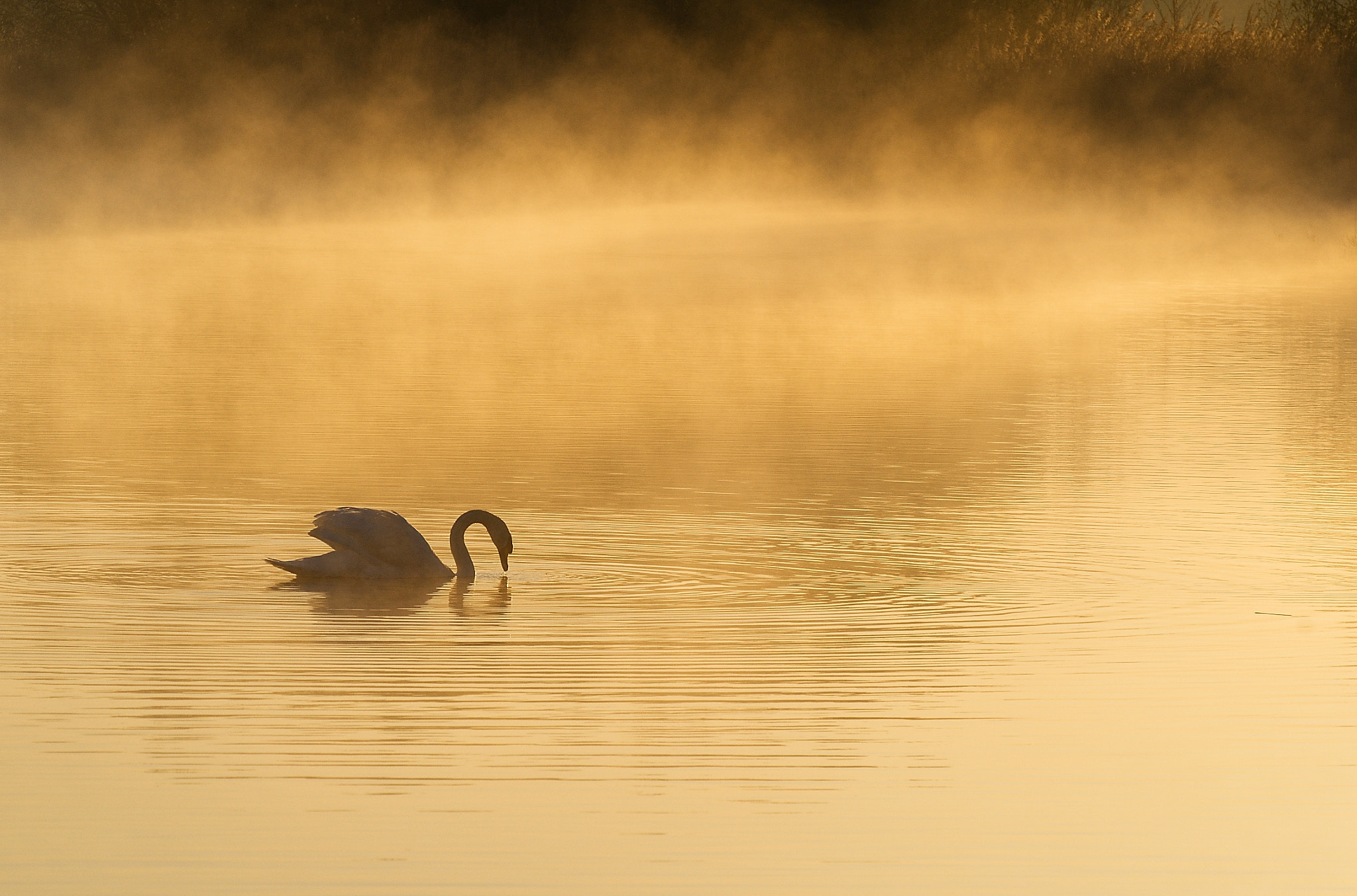 70.00 - 300.00 mm f/4.5 - 5.6 sample photo. Swan in the mist photography