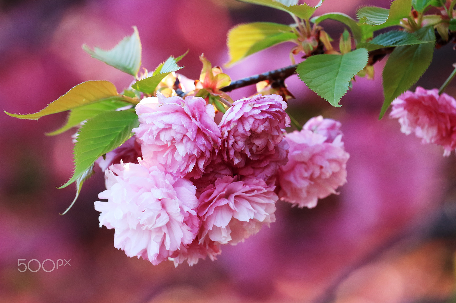 Canon EOS 100D (EOS Rebel SL1 / EOS Kiss X7) sample photo. Sakura photography