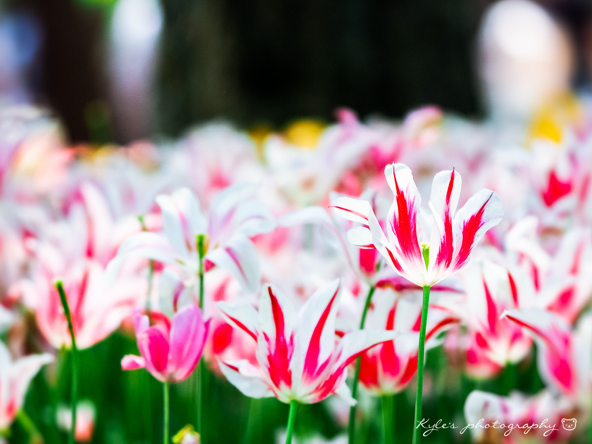 Olympus OM-D E-M1 sample photo. Tulip photography