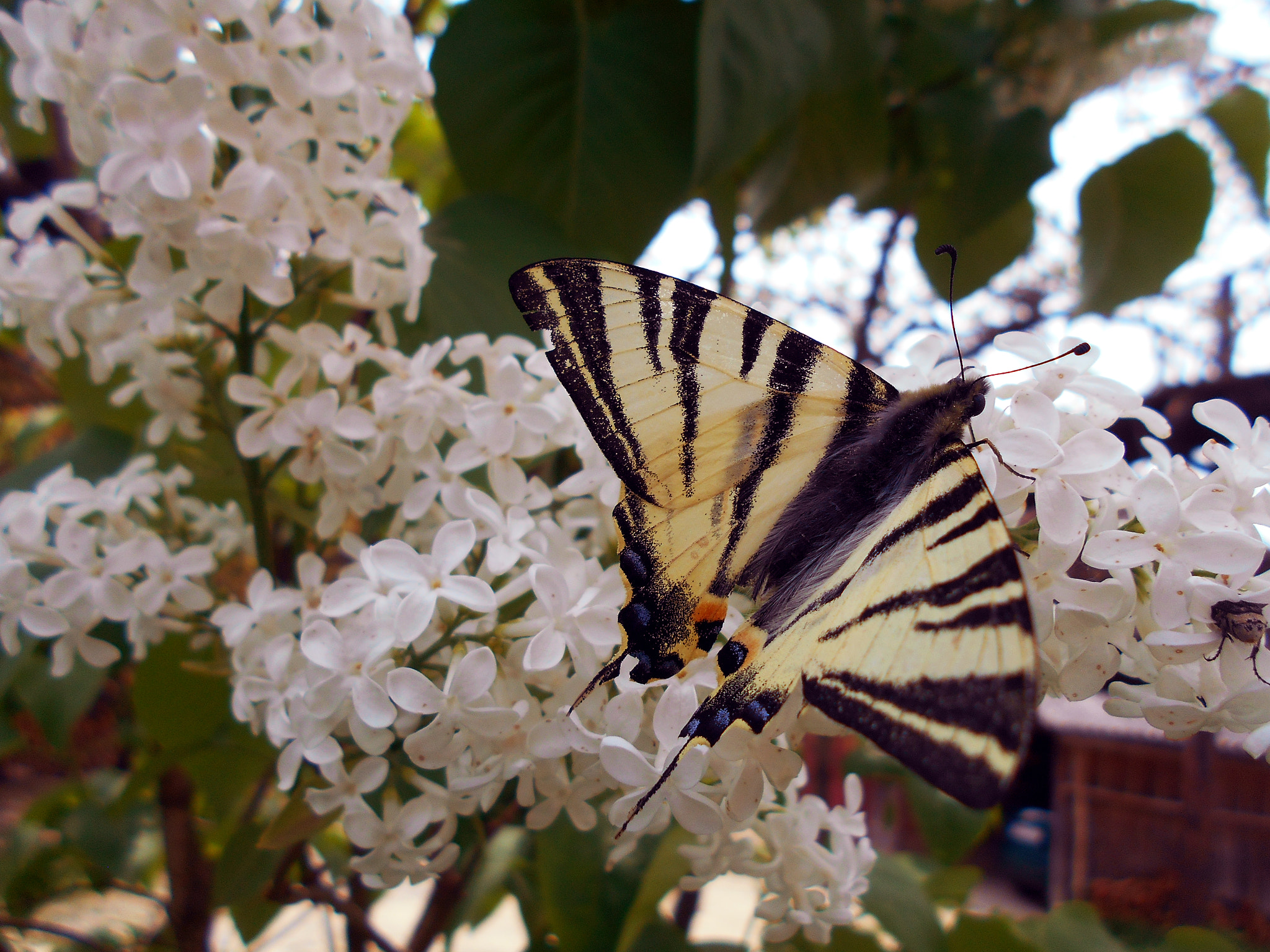 Nikon COOLPIX L30 sample photo. Butterfly perfume photography