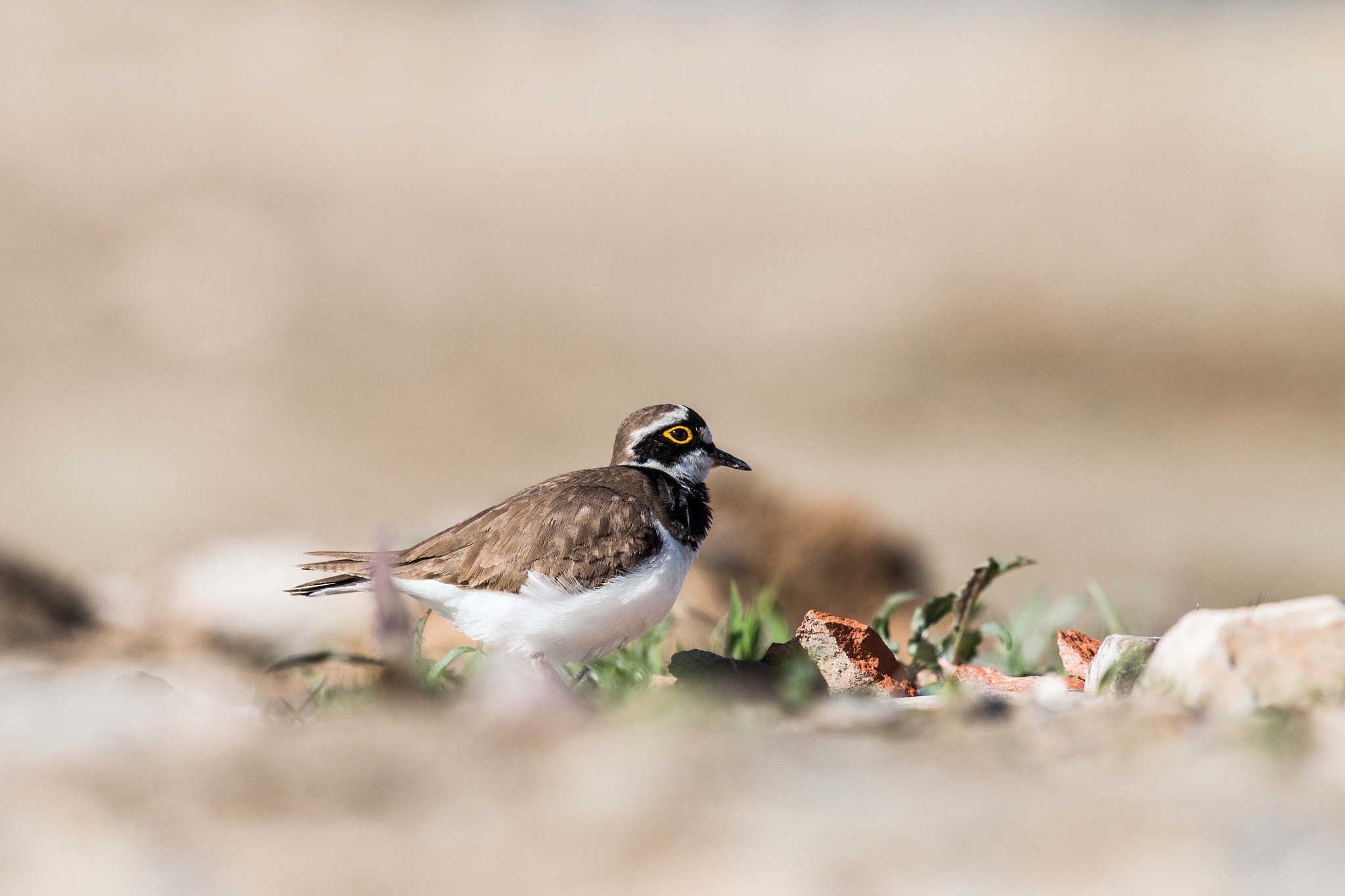 Canon EOS 70D + Canon EF 600mm F4L IS II USM sample photo. Little ringed plover photography