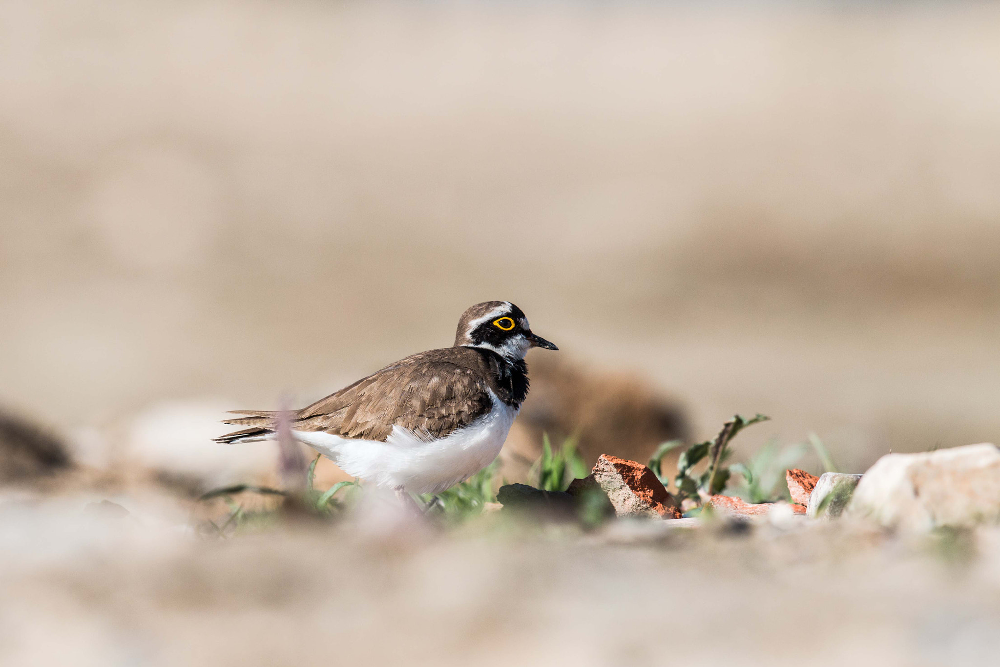 Canon EF 600mm F4L IS II USM sample photo. Little ringed plover photography