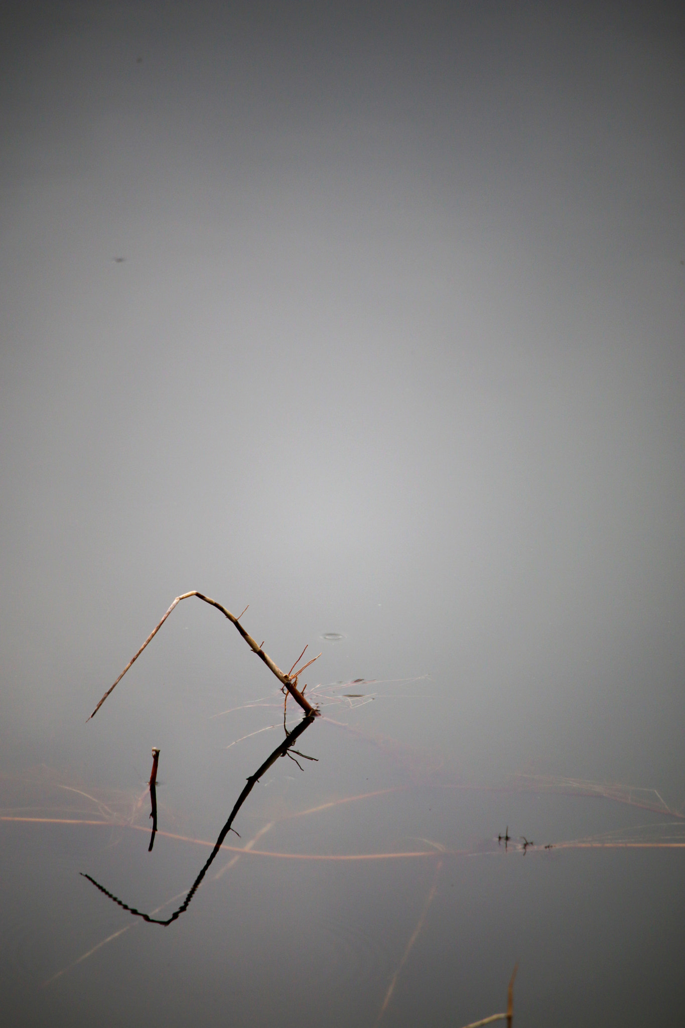 Canon EF-S 55-250mm F4-5.6 IS STM sample photo. Detail photography