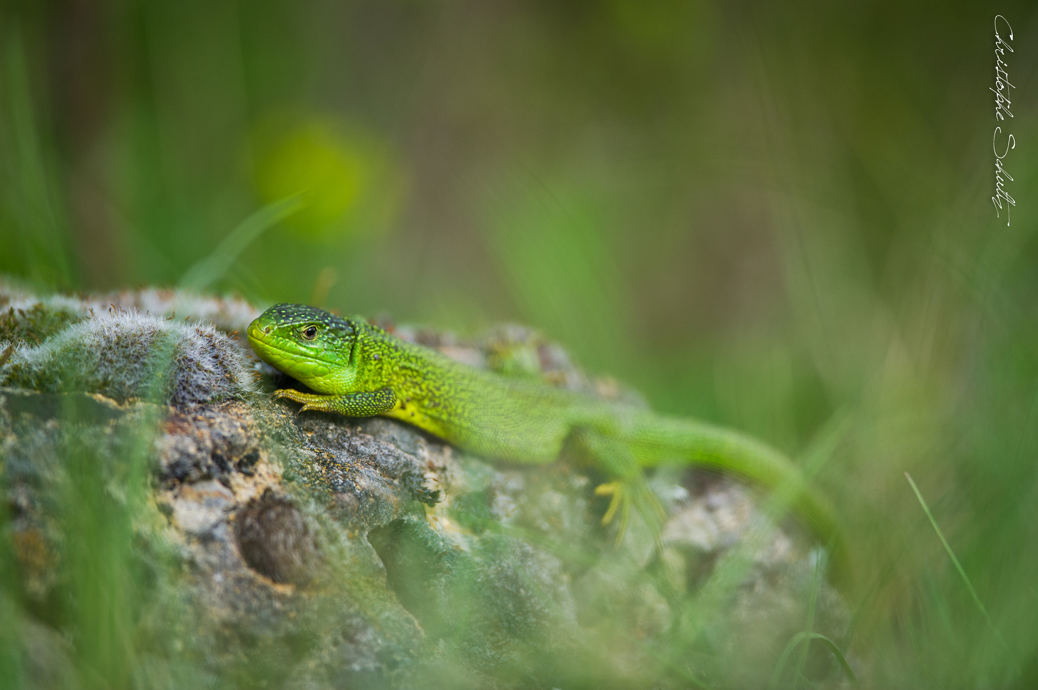 Nikon D3S + Nikon AF-S Nikkor 300mm F4D ED-IF sample photo. Lézard photography