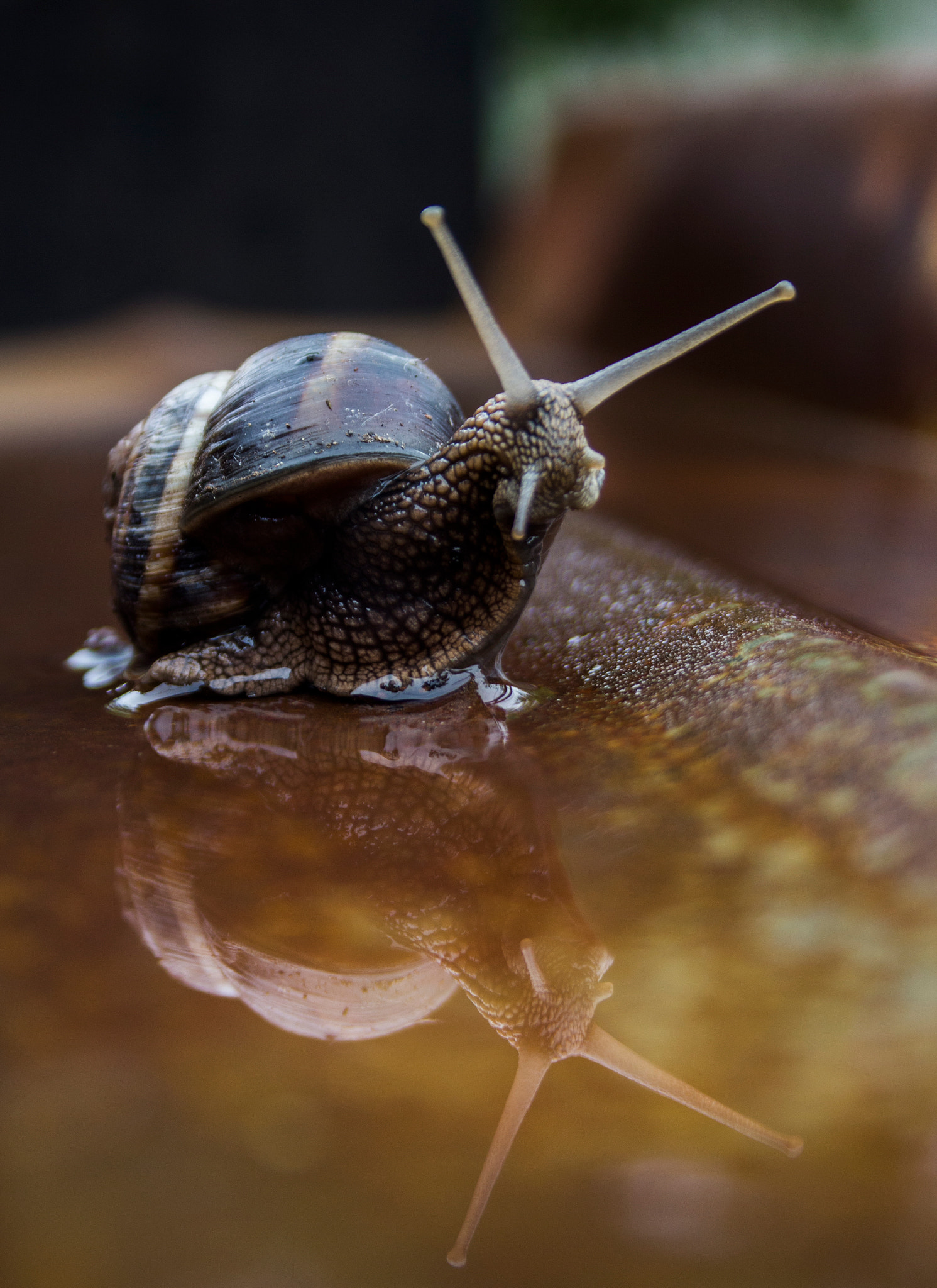 Canon EF-S 18-55mm F3.5-5.6 sample photo. Snail and reflection :) photography