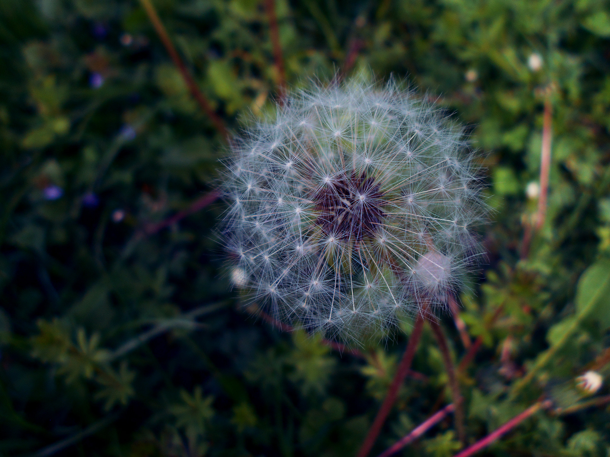 Nikon COOLPIX L30 sample photo. Dandelion puff photography