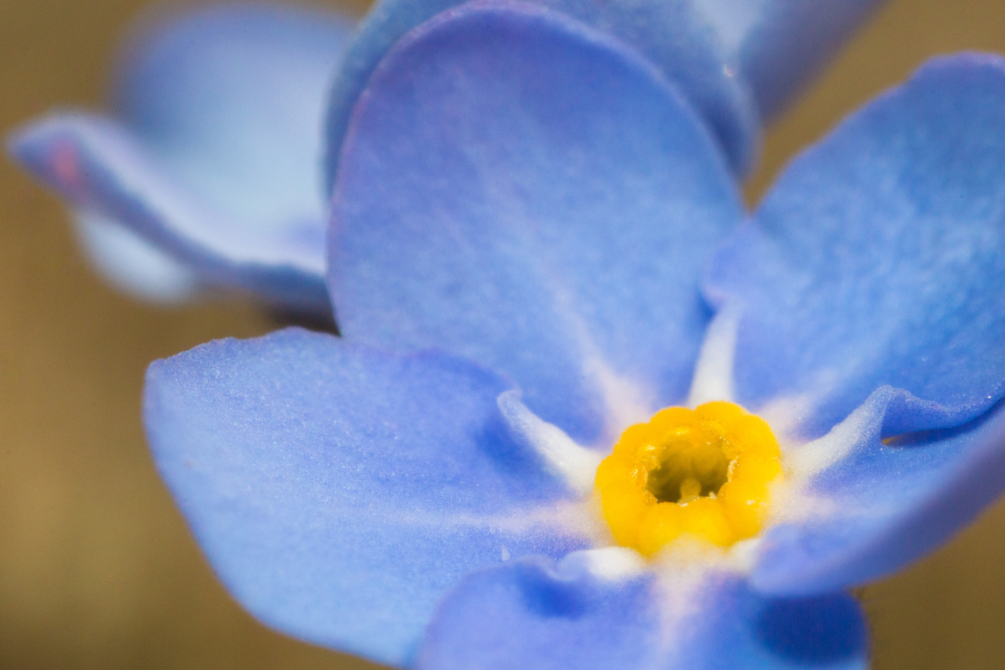 Canon MP-E 65mm F2.5 1-5x Macro Photo sample photo. Blue petals photography