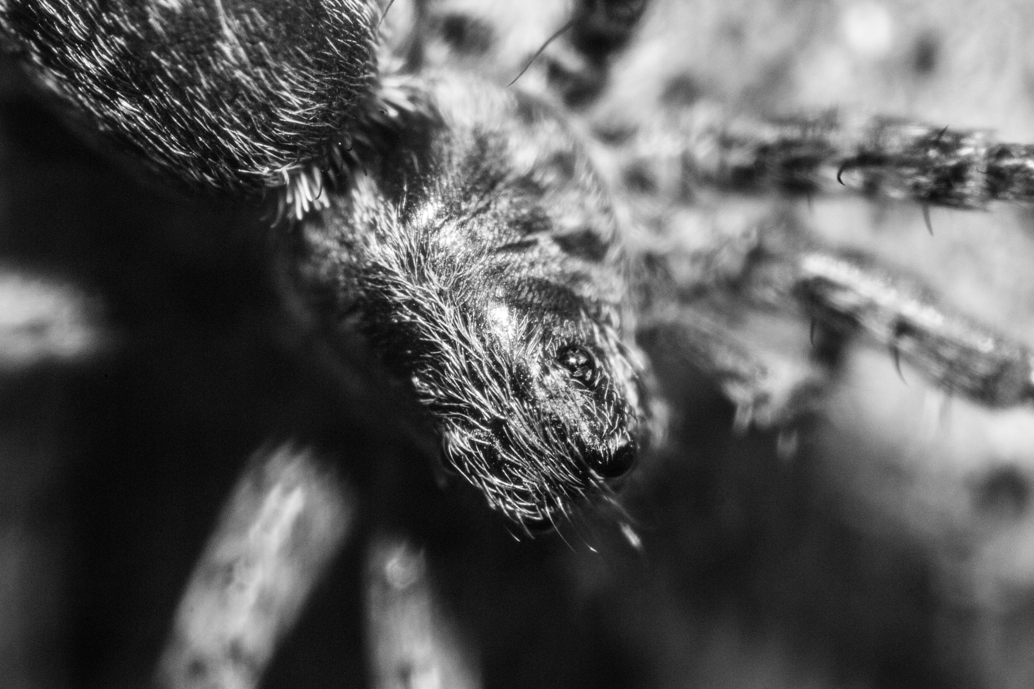 Canon MP-E 65mm F2.5 1-5x Macro Photo sample photo. Spider closeup photography