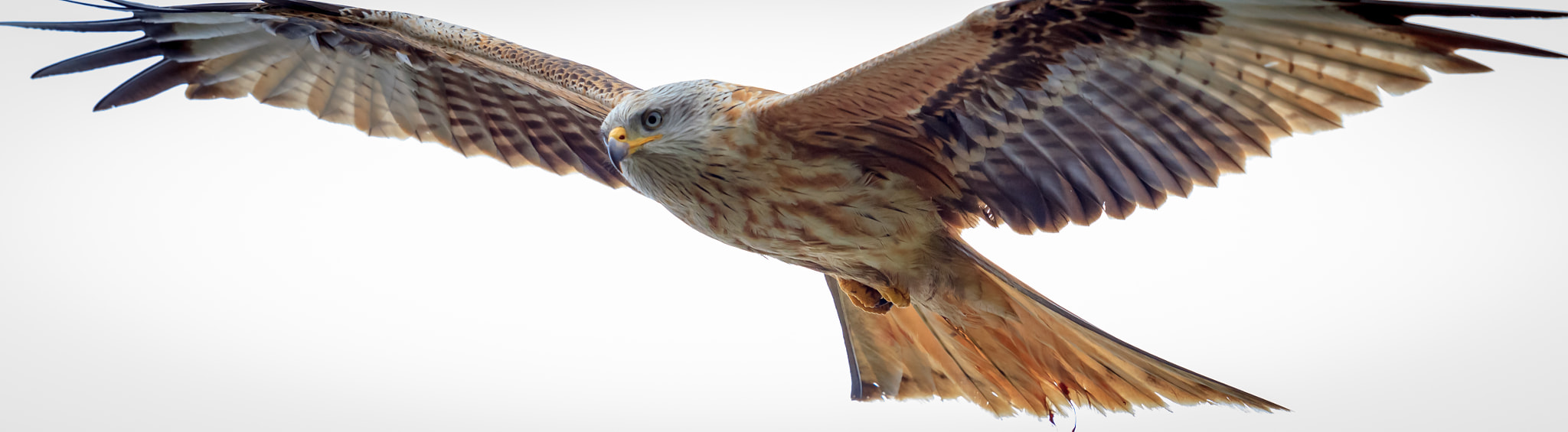Canon EF 500mm F4L IS II USM sample photo. Red kite photography
