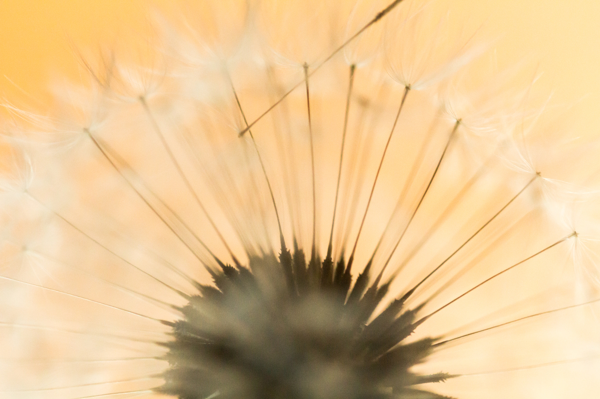 Canon EF 100mm F2.8L Macro IS USM sample photo. Dandelion photography