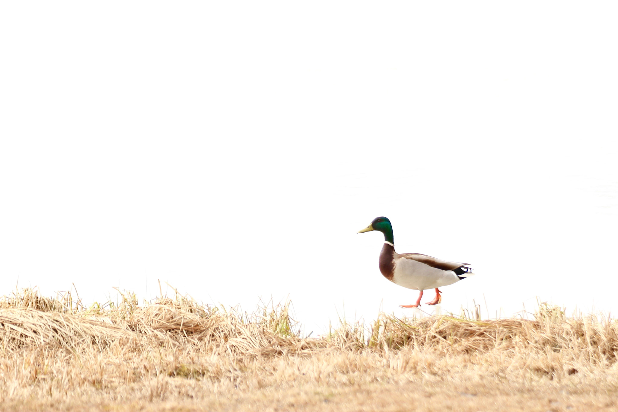Canon EF 90-300mm F4.5-5.6 USM sample photo