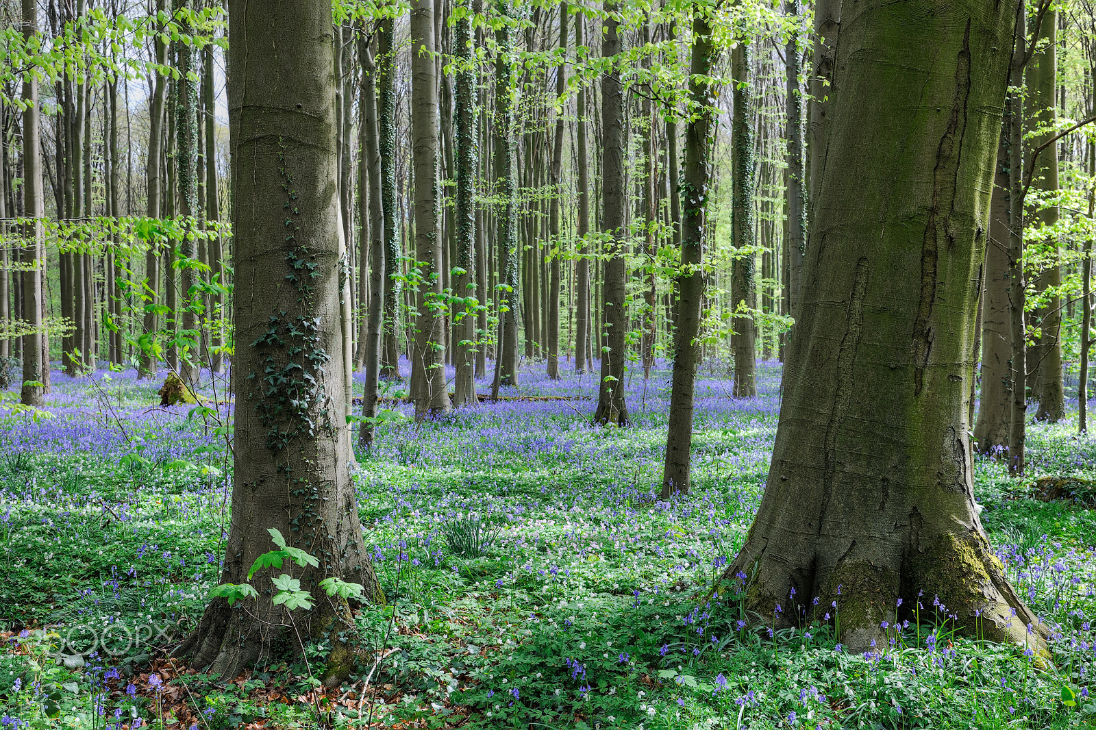 Nikon D3X sample photo. Bleubell blossum at the forest of haller photography