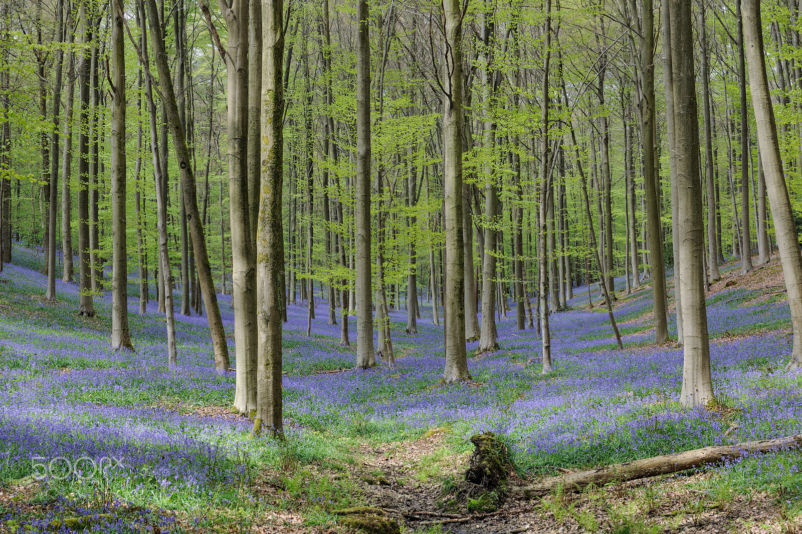 Nikon D3X sample photo. Bleubell blossum at the forest of haller photography