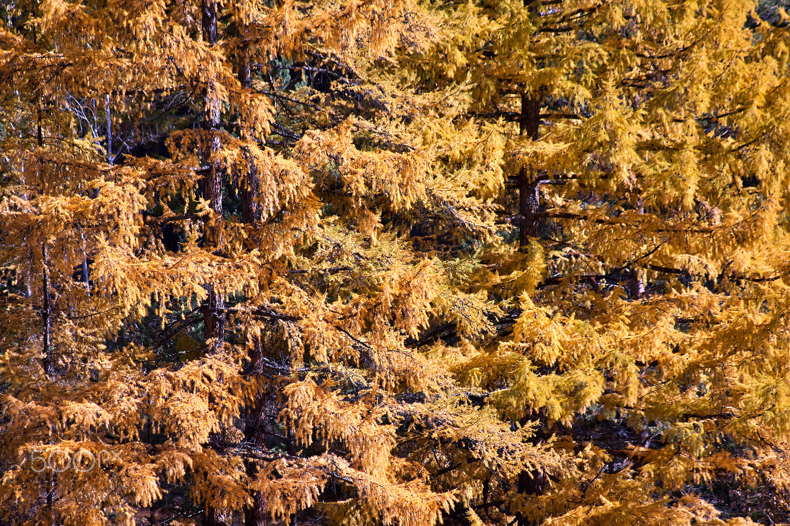 Canon EF 75-300mm f/4-5.6 USM sample photo. Forest macro / baikal lake photography