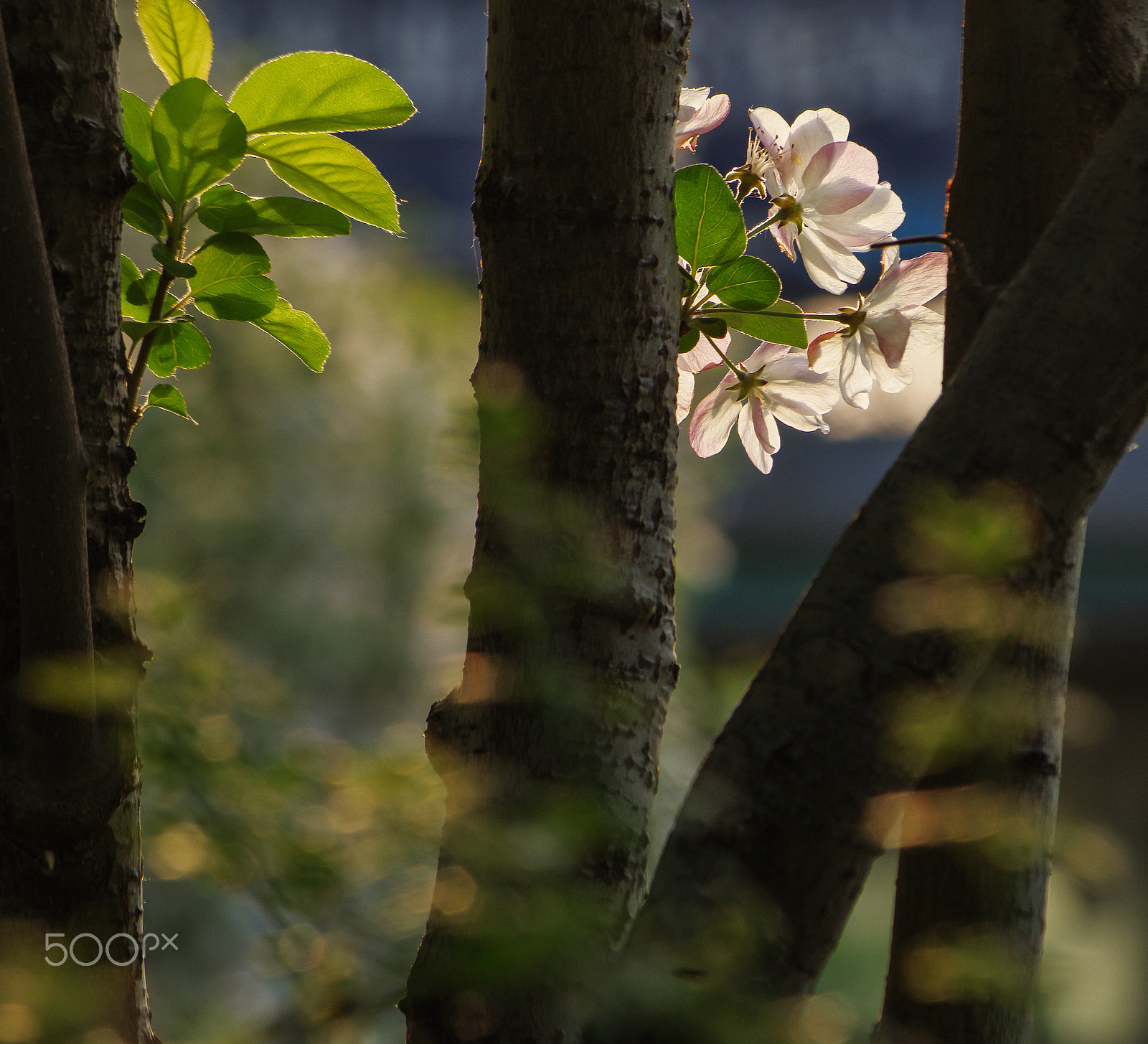 Pentax K-30 + Pentax smc DA 50-200mm F4-5.6 ED sample photo. Pear blossoms photography